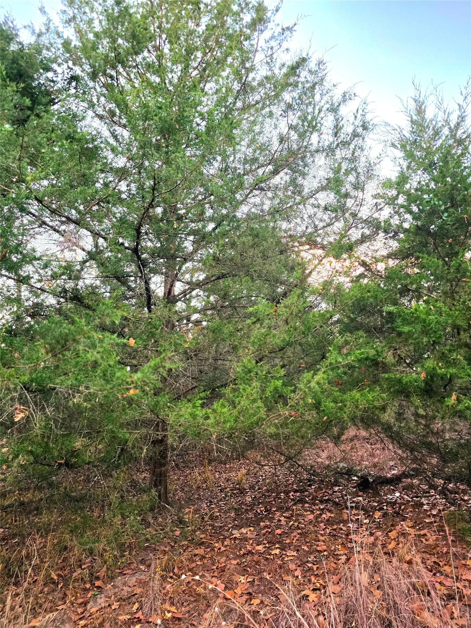 Improved Land For Sale in Henderson County , Lot 401 Mallard Way, Larue, Texas 75770, 0, 0, Garage spaces, 0 Sqft, built in 0, mls#21135031, Real Estate Agent in Larue, Homes For Sale in Henderson county, Homes For Sale in Larue, Realtor in Larue Texas, Real Estate Brokerage Independent Realty Texas, Luminita Cordes Realtor