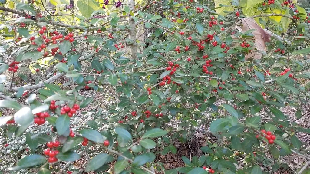 Improved Land For Sale in Henderson County , Lot 401 Mallard Way, Larue, Texas 75770, 0, 0, Garage spaces, 0 Sqft, built in 0, mls#21135031, Real Estate Agent in Larue, Homes For Sale in Henderson county, Homes For Sale in Larue, Realtor in Larue Texas, Real Estate Brokerage Independent Realty Texas, Luminita Cordes Realtor