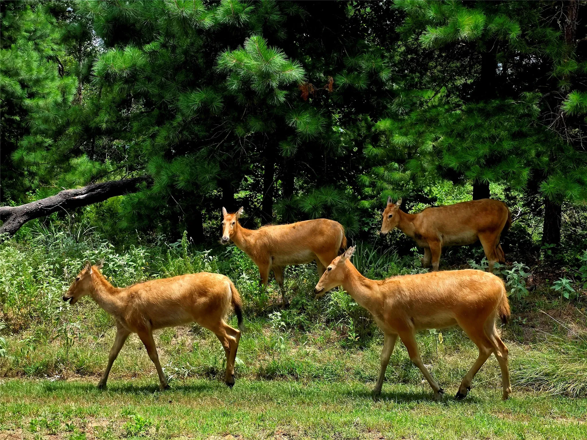 Pier David deer.