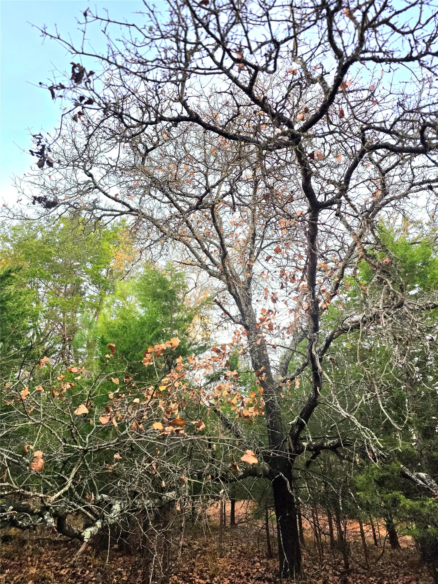 Improved Land For Sale in Henderson County , Lot 401 Mallard Way, Larue, Texas 75770, 0, 0, Garage spaces, 0 Sqft, built in 0, mls#21135031, Real Estate Agent in Larue, Homes For Sale in Henderson county, Homes For Sale in Larue, Realtor in Larue Texas, Real Estate Brokerage Independent Realty Texas, Luminita Cordes Realtor