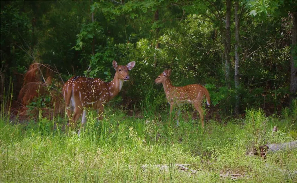 Improved Land For Sale in Henderson County , Lot 401 Mallard Way, Larue, Texas 75770, 0, 0, Garage spaces, 0 Sqft, built in 0, mls#21135031, Real Estate Agent in Larue, Homes For Sale in Henderson county, Homes For Sale in Larue, Realtor in Larue Texas, Real Estate Brokerage Independent Realty Texas, Luminita Cordes Realtor