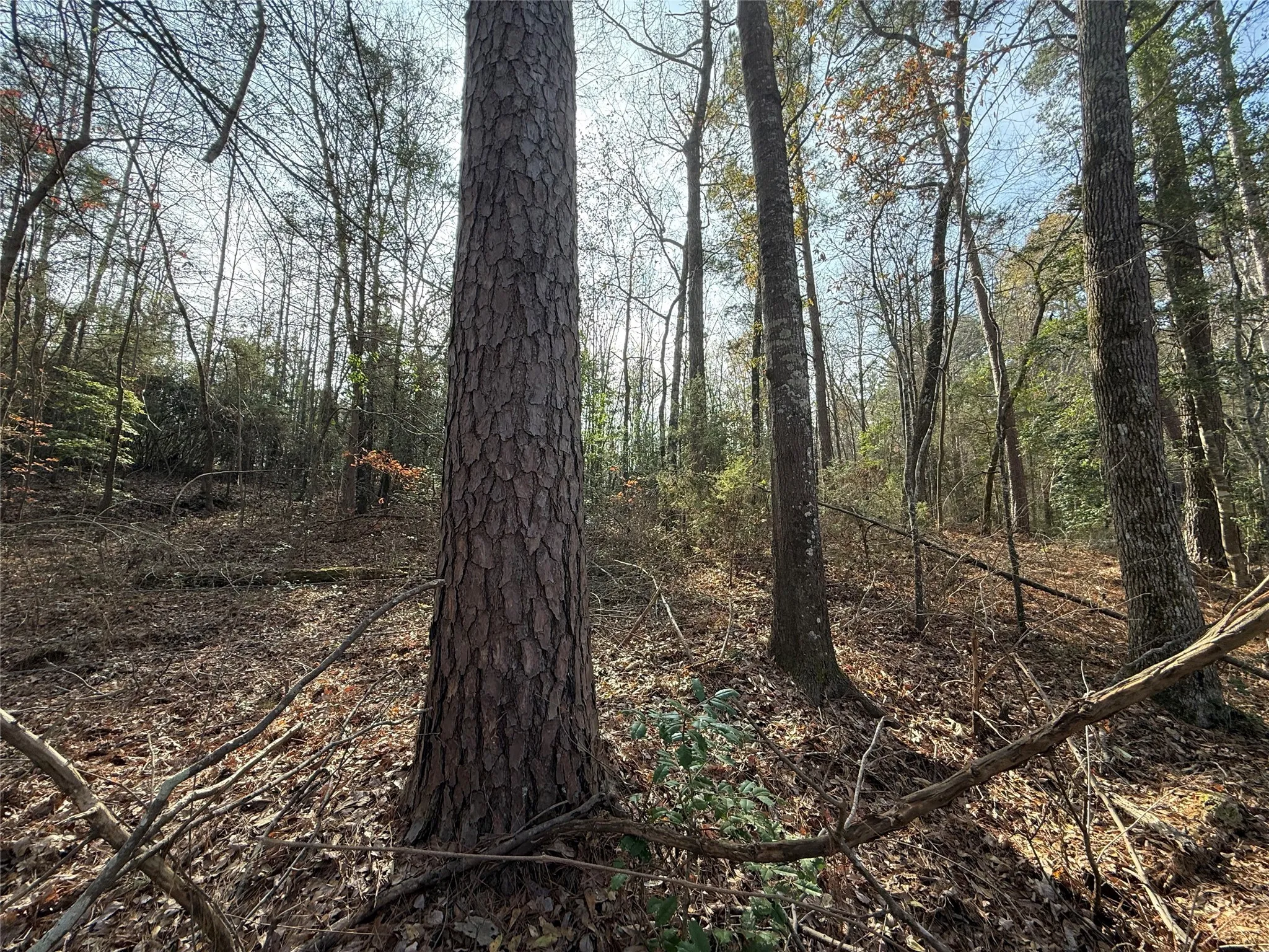 Unimproved Land For Sale in Cass County , TBD CR 2733, Marietta, Texas 75566, 0, 0, Garage spaces, 0 Sqft, built in 0, Price $92,500, mls#21137391, Real Estate Agent in Marietta, Homes For Sale in Cass county, Homes For Sale in Marietta, Realtor in Marietta Texas, Real Estate Brokerage Independent Realty Texas, Luminita Cordes Realtor