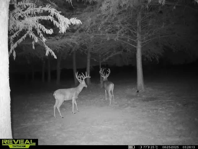 Deer are often seen near the pond.