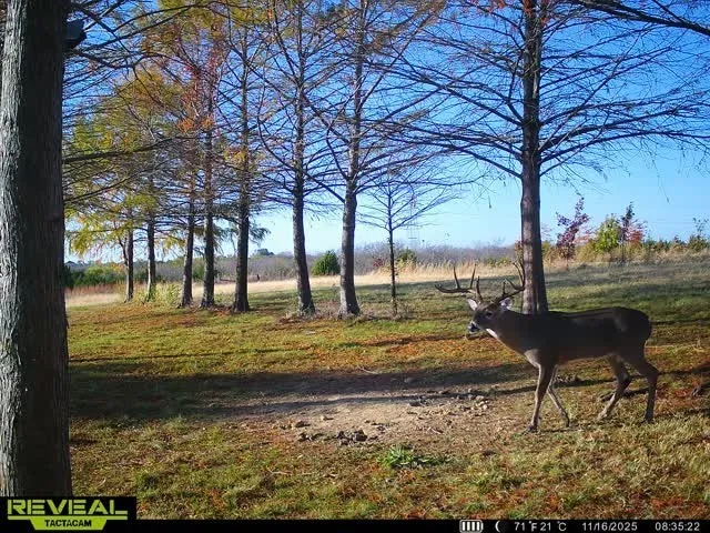 Wildlife wander into property frequently