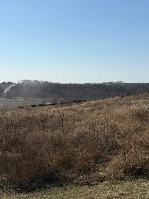 Beautiful view of roaming cattle near entrance
