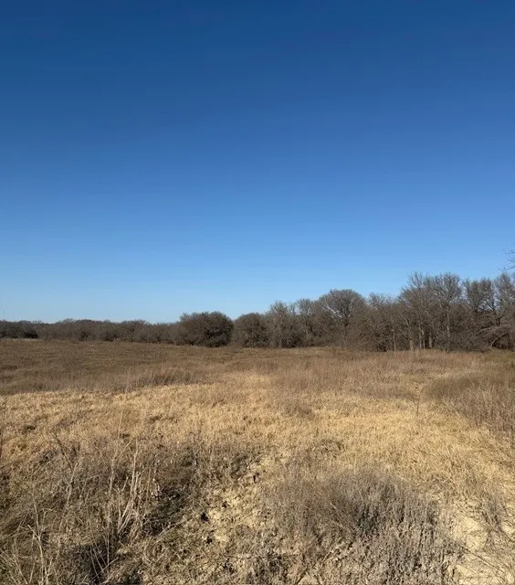 Nice view of tree line