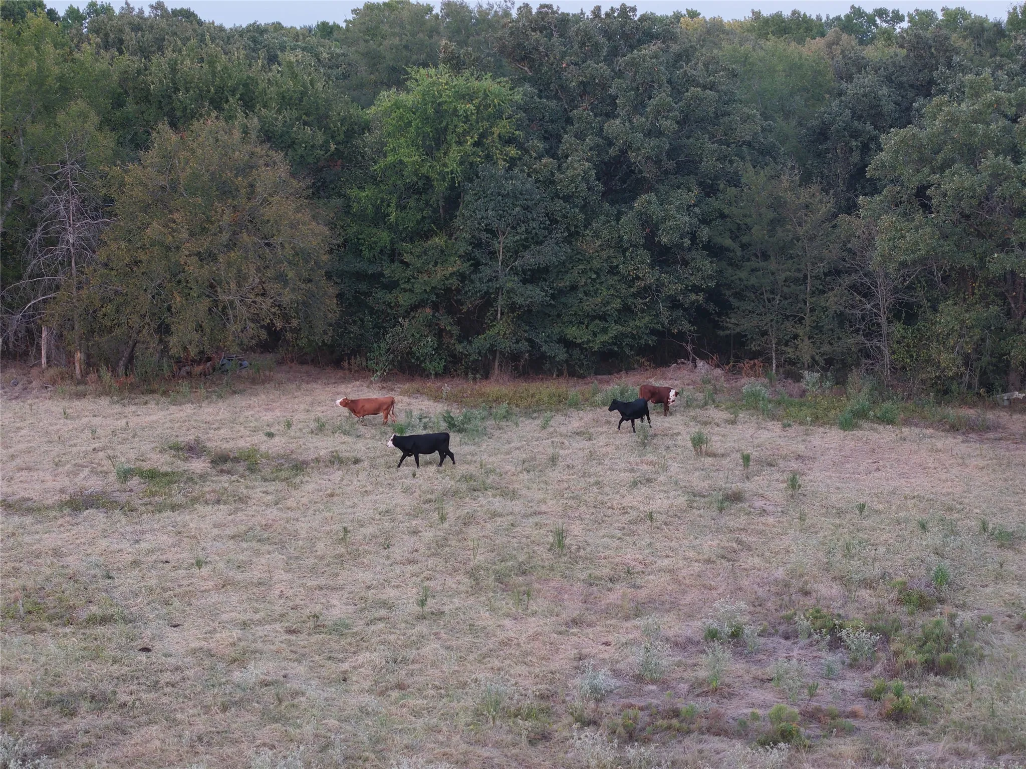 Ranch For Sale in Van Zandt County , TBD CR 1810, Grand Saline, Texas 75140, 0, 0, Garage spaces, 0 Sqft, built in 0, mls#21138282, Real Estate Agent in Grand Saline, Homes For Sale in Van Zandt county, Homes For Sale in Grand Saline, Realtor in Grand Saline Texas, Real Estate Brokerage Independent Realty Texas, Luminita Cordes Realtor
