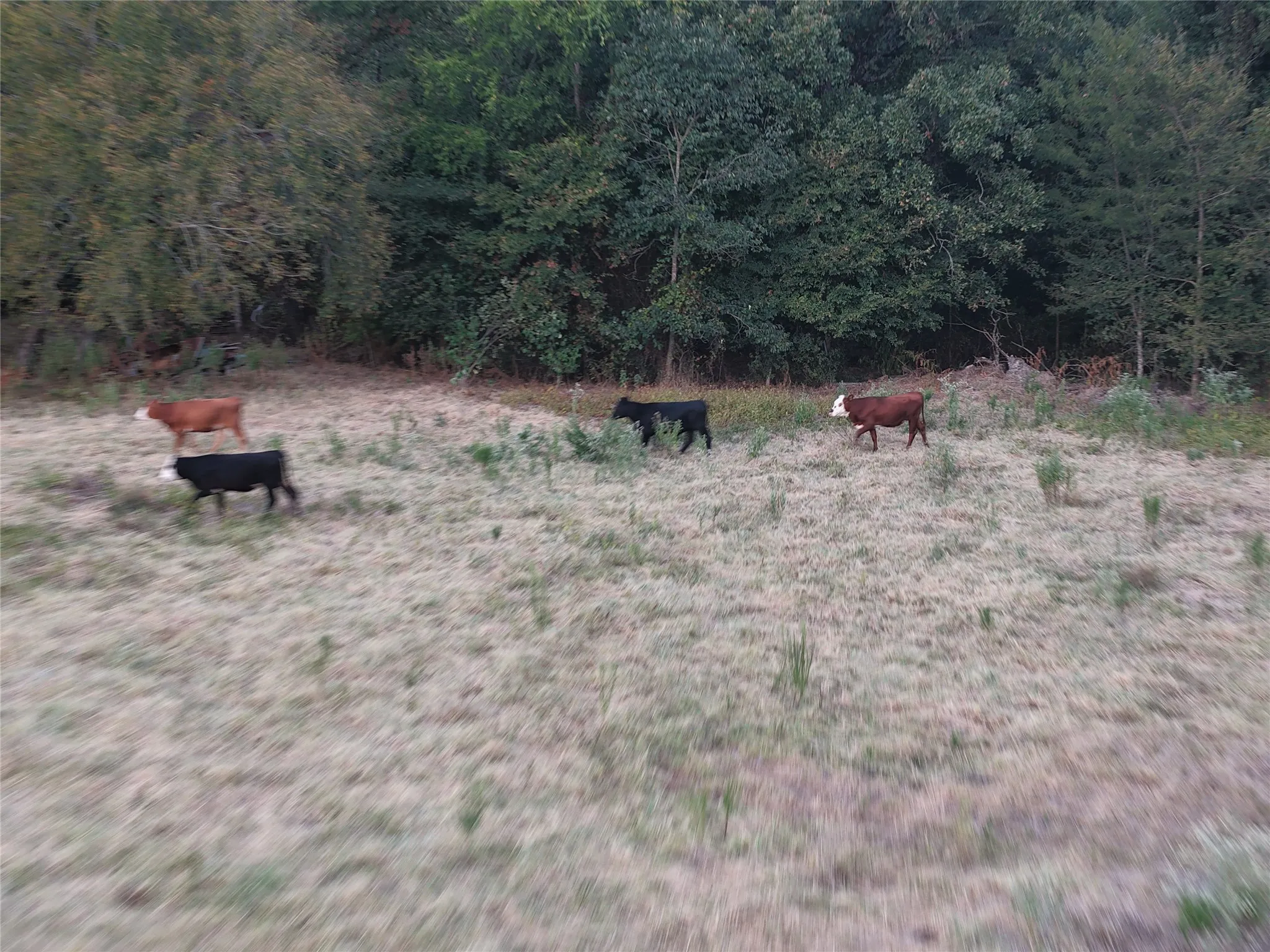 Ranch For Sale in Van Zandt County , TBD CR 1810, Grand Saline, Texas 75140, 0, 0, Garage spaces, 0 Sqft, built in 0, mls#21138282, Real Estate Agent in Grand Saline, Homes For Sale in Van Zandt county, Homes For Sale in Grand Saline, Realtor in Grand Saline Texas, Real Estate Brokerage Independent Realty Texas, Luminita Cordes Realtor