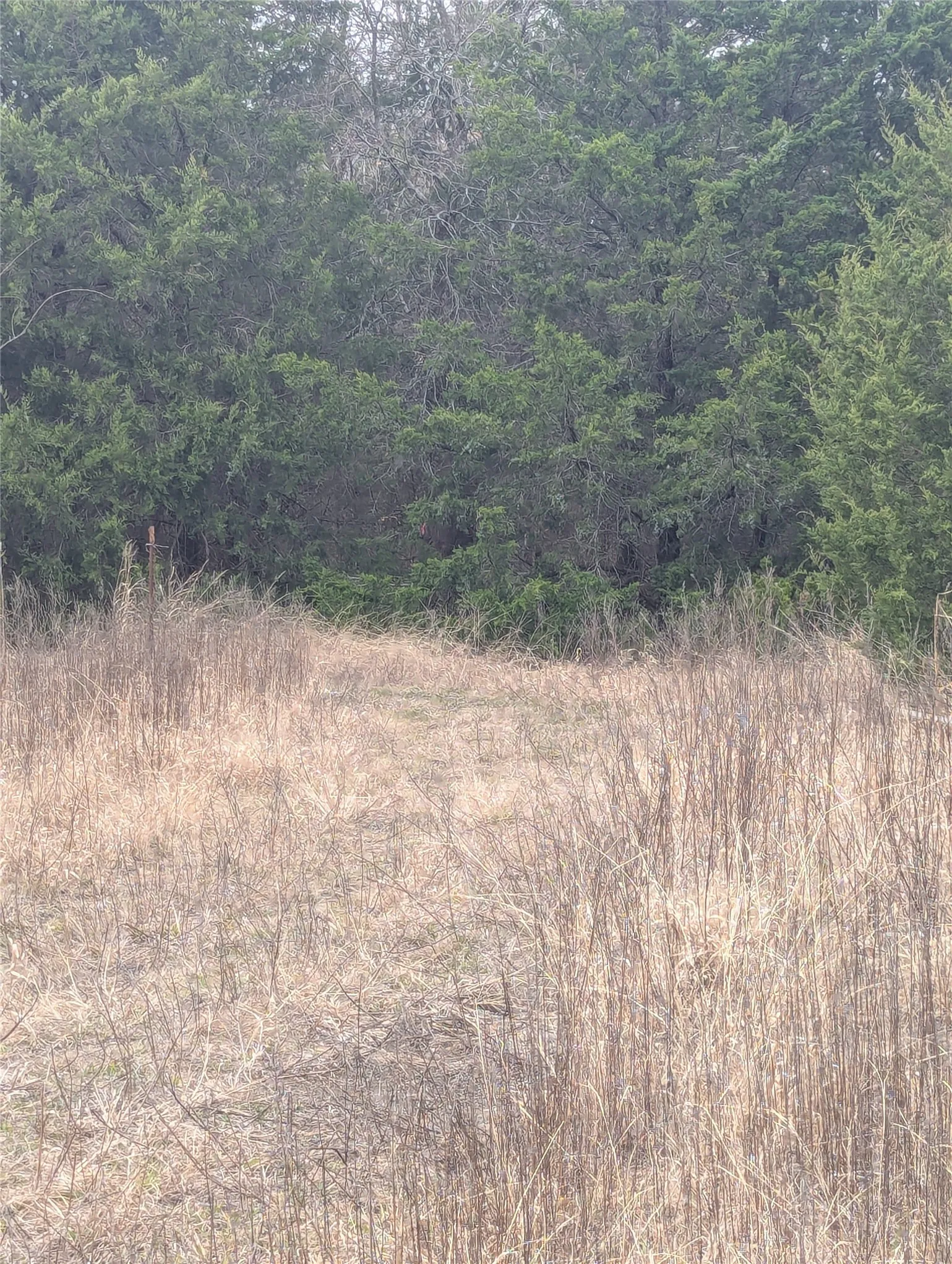Unimproved Land For Sale in Collin County , 17454 County Road 663, Farmersville, Texas 75442, 0, 0, Garage spaces, 0 Sqft, built in 0, Price $89,000, mls#21138826, Real Estate Agent in Farmersville, Homes For Sale in Collin county, Homes For Sale in Farmersville, Realtor in Farmersville Texas, Real Estate Brokerage Independent Realty Texas, Luminita Cordes Realtor