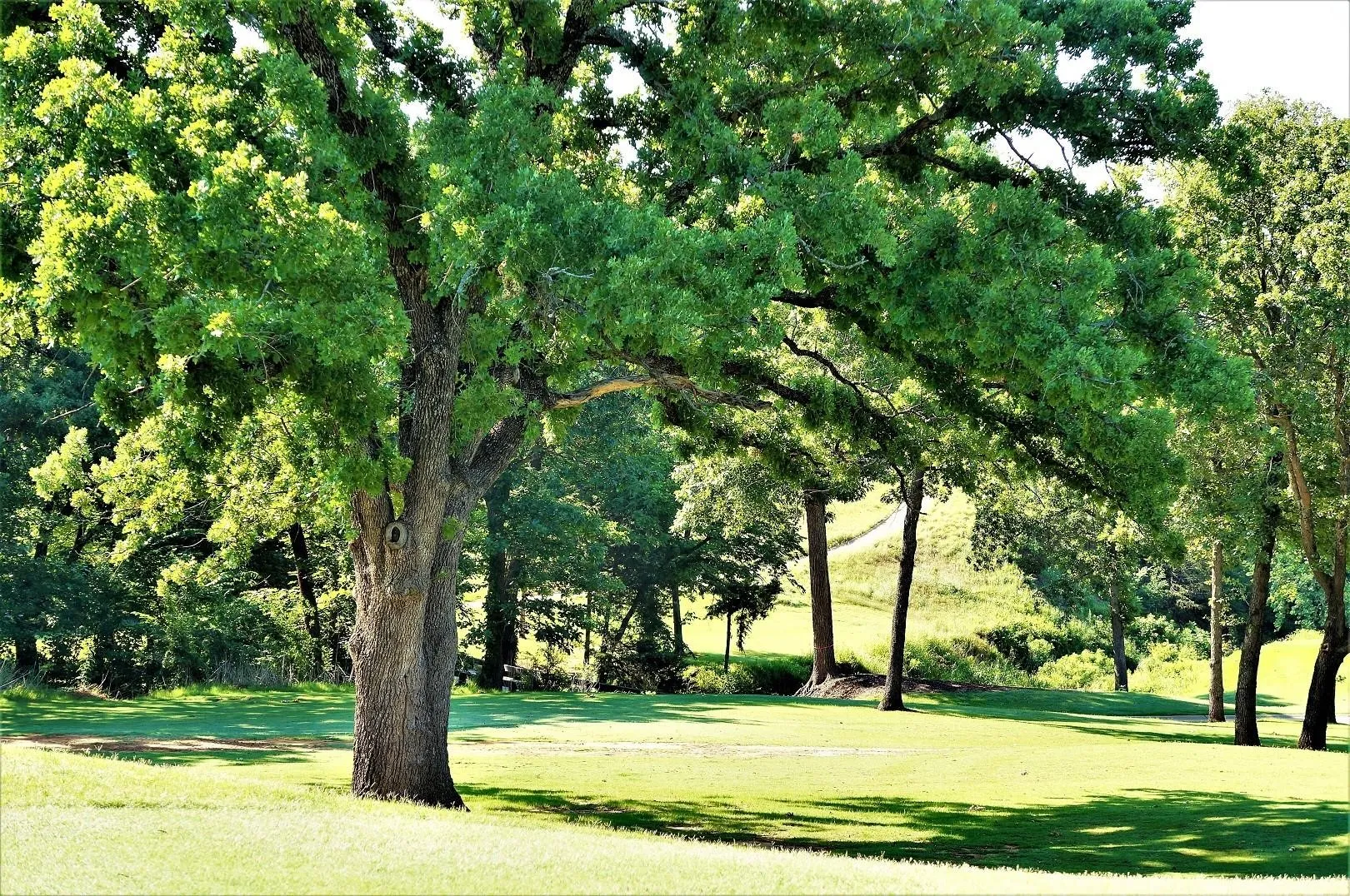 Unimproved Land For Sale in Grayson County , Lot 13C Coyote Creek Drive, Gordonville, Texas 76245, 0, 0, Garage spaces, 0 Sqft, built in 0, Price $45,000, mls#21138047, Real Estate Agent in Gordonville, Homes For Sale in Grayson county, Homes For Sale in Gordonville, Realtor in Gordonville Texas, Real Estate Brokerage Independent Realty Texas, Luminita Cordes Realtor