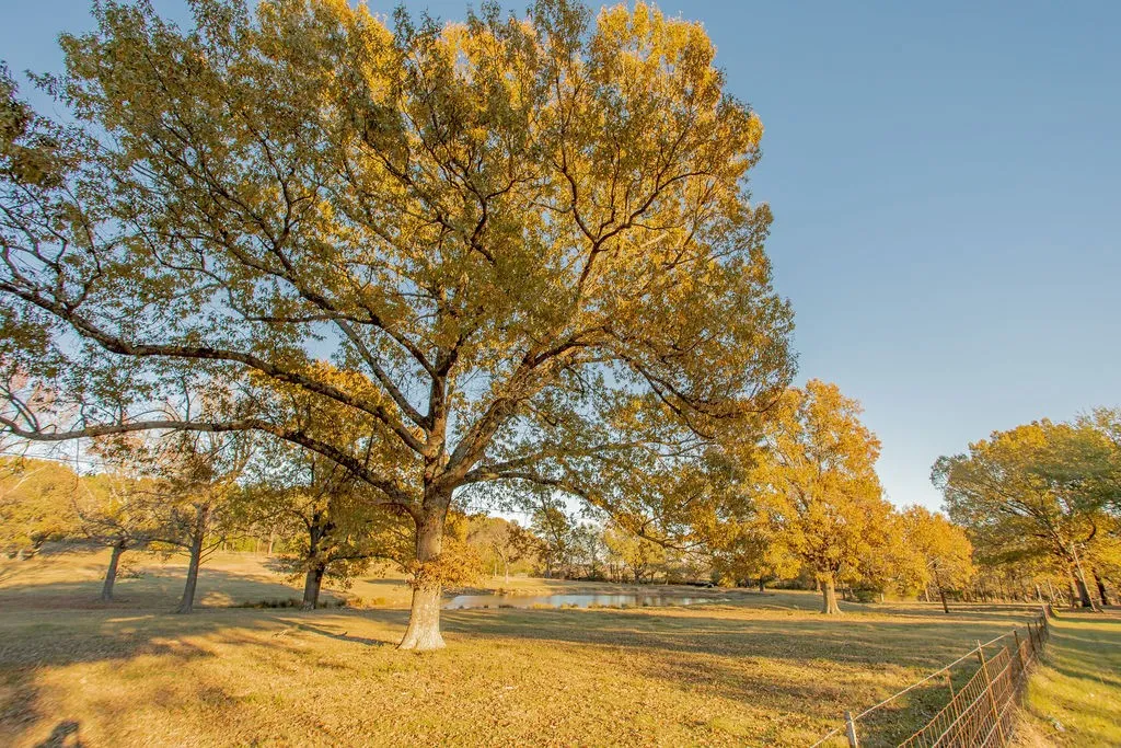 Farm For Sale in Smith County , 12575 Fm 3271, Tyler, Texas 75704, 4 Bedroom, 3 Bathroom, 2 Garage spaces, 2,379 Sqft, built in 1978, Price $695,000, mls#21139363, Real Estate Agent in Tyler, Homes For Sale in Smith county, Homes For Sale in Tyler, Realtor in Tyler Texas, Real Estate Brokerage Independent Realty Texas, Luminita Cordes Realtor