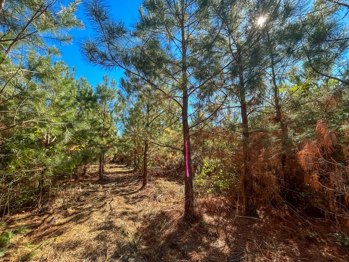 View of woods