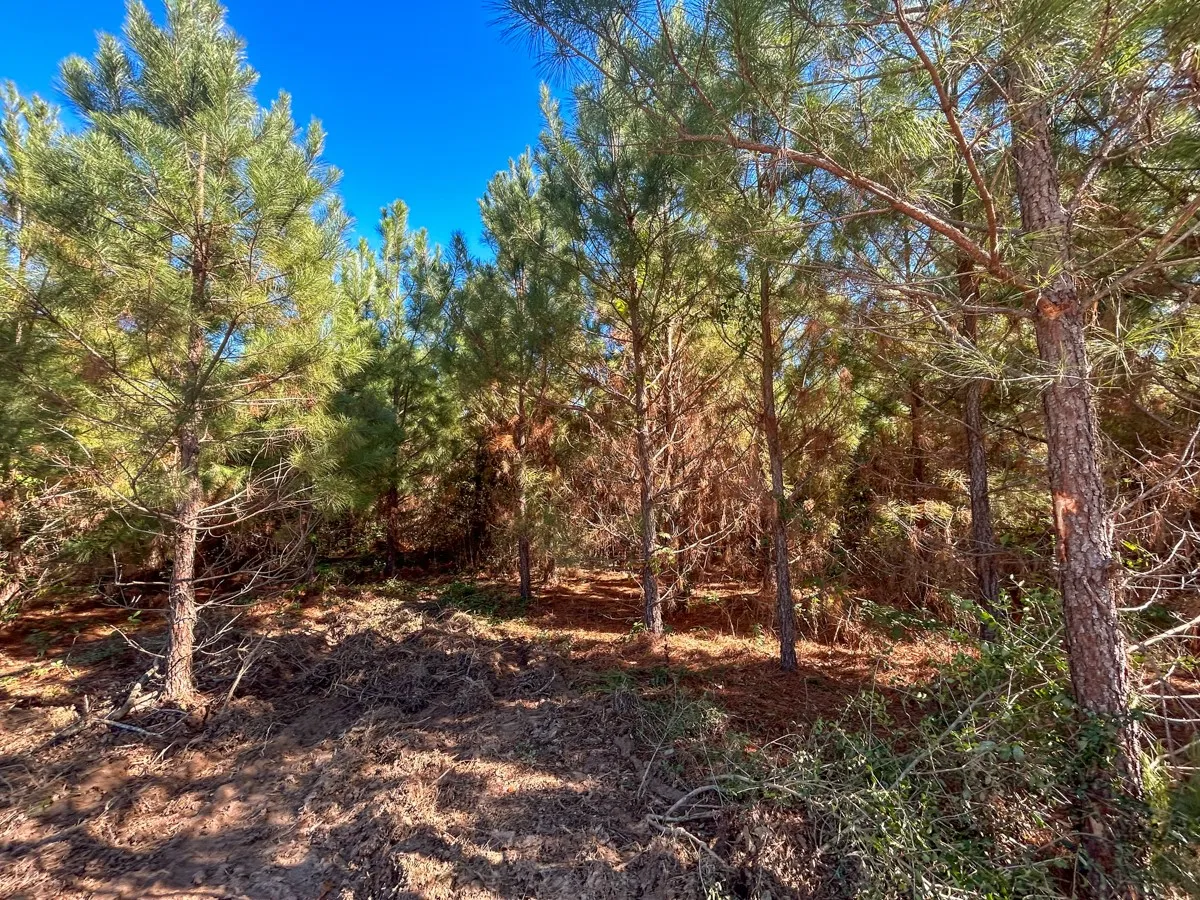 View of woods