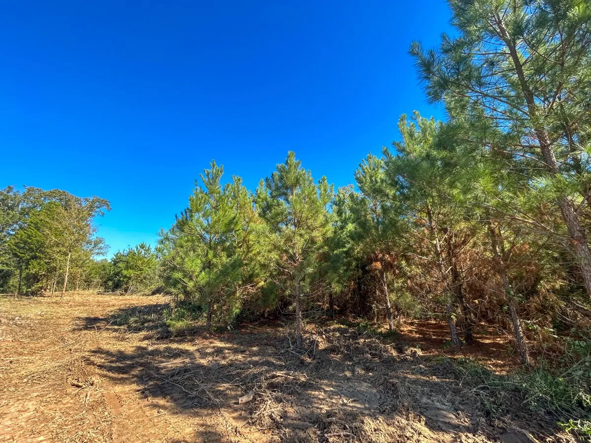 View of wooded area