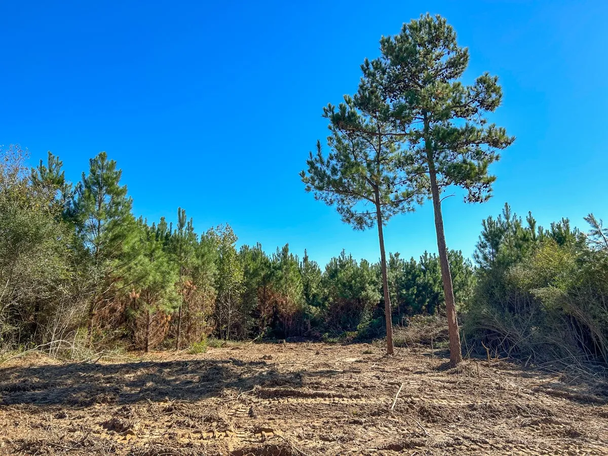 View of local wilderness