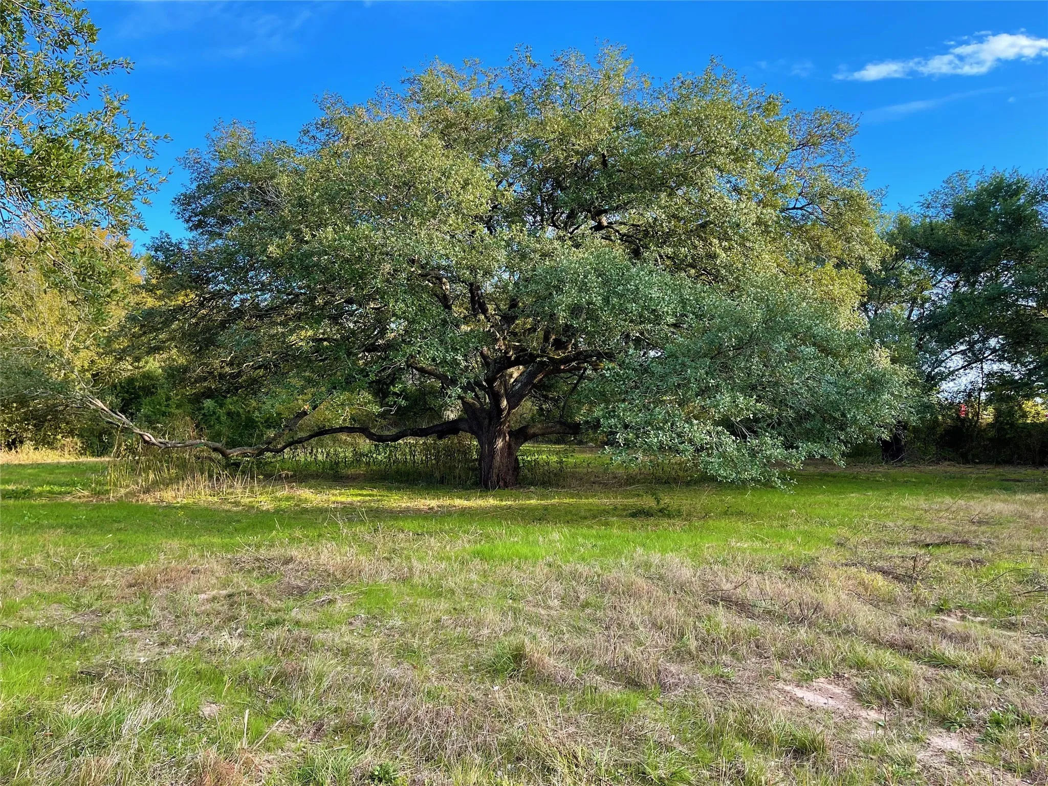 Unimproved Land For Sale in Freestone County , 103 Wildflower Lane, Teague, Texas 75860, 0, 0, Garage spaces, 0 Sqft, built in 0, Price $55,000, mls#21135577, Real Estate Agent in Teague, Homes For Sale in Freestone county, Homes For Sale in Teague, Realtor in Teague Texas, Real Estate Brokerage Independent Realty Texas, Luminita Cordes Realtor