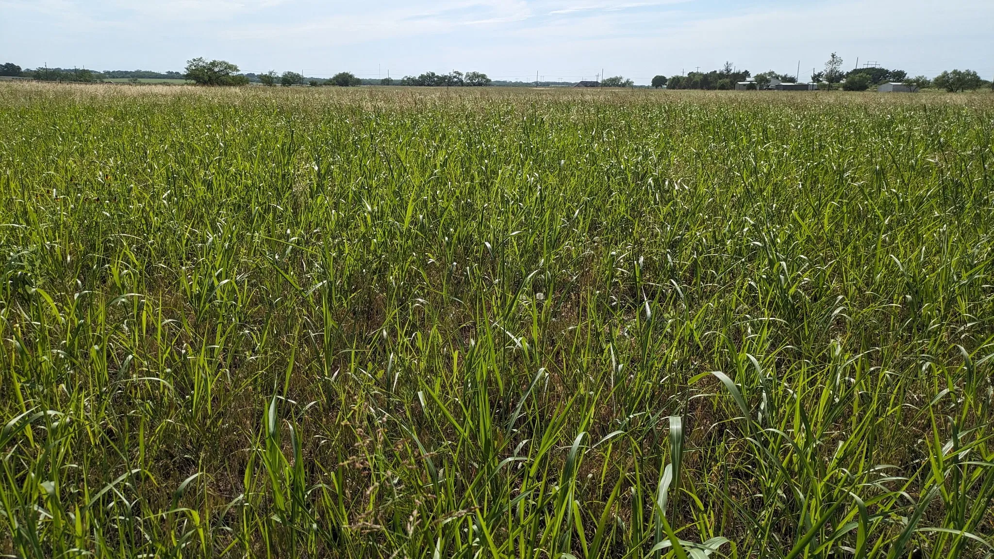 Unimproved Land For Sale in Callahan County , TBD3 CR 223, Clyde, Texas 79510, 0, 0, Garage spaces, 0 Sqft, built in 0, mls#21138693, Real Estate Agent in Clyde, Homes For Sale in Callahan county, Homes For Sale in Clyde, Realtor in Clyde Texas, Real Estate Brokerage Independent Realty Texas, Luminita Cordes Realtor