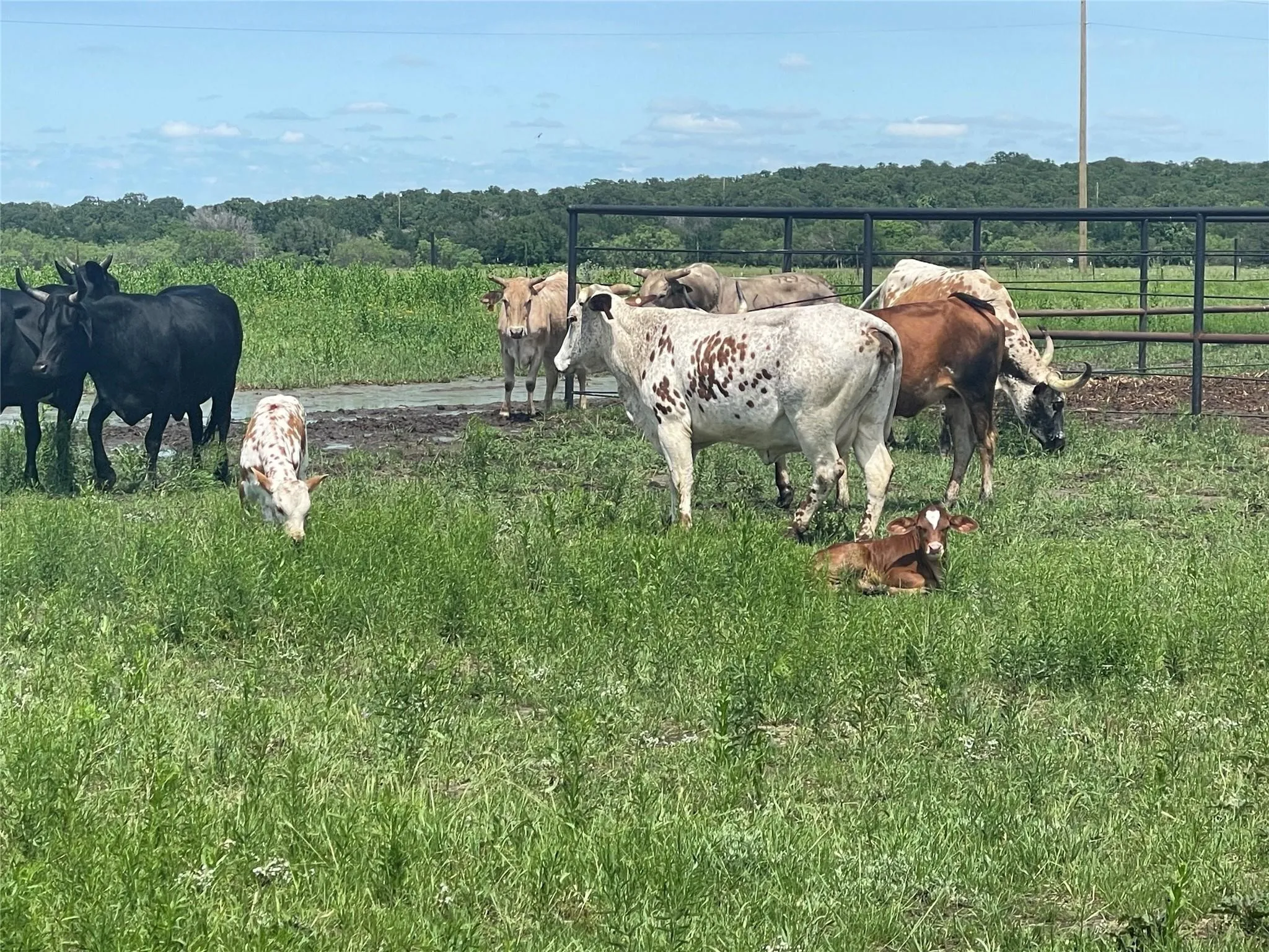Farm For Sale in Erath County , 4565 County Road 140, Stephenville, Texas 76401, 4 Bedrooms, 2 Bathrooms, Garage spaces, 2,400 Sqft, built in 2022, Preowned, Price $1,450,000, mls#21139652, Real Estate Agent in Stephenville, Homes For Sale in Erath county, Homes For Sale in Stephenville, Realtor in Stephenville Texas, Real Estate Brokerage Independent Realty Texas, Luminita Cordes Realtor