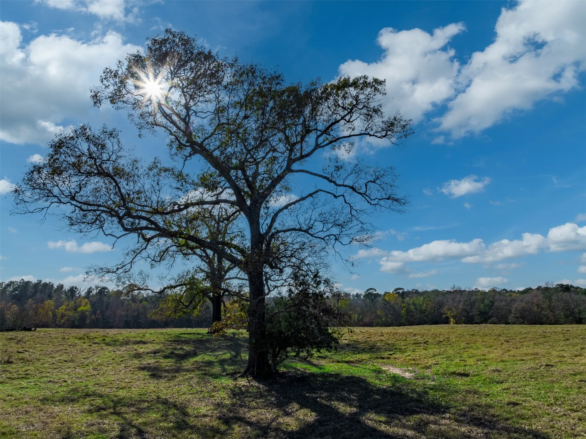 Improved Land For Sale in Anderson County , 0 An County Road 153, Palestine, Texas 75801, 0, 0, Garage spaces, 0 Sqft, built in 0, mls#21141075, Real Estate Agent in Palestine, Homes For Sale in Anderson county, Homes For Sale in Palestine, Realtor in Palestine Texas, Real Estate Brokerage Independent Realty Texas, Luminita Cordes Realtor