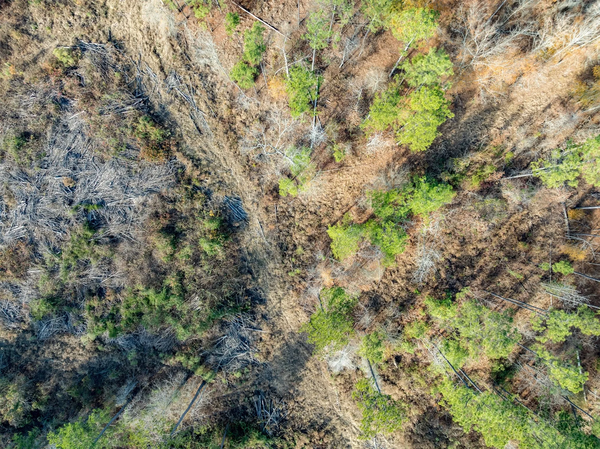 Unimproved Land For Sale in Harrison County , TBD Tom Woodley Rd, Marshall, Texas 75672, 0, 0, Garage spaces, 0 Sqft, built in 0, Price $389,785, mls#21141754, Real Estate Agent in Marshall, Homes For Sale in Harrison county, Homes For Sale in Marshall, Realtor in Marshall Texas, Real Estate Brokerage Independent Realty Texas, Luminita Cordes Realtor