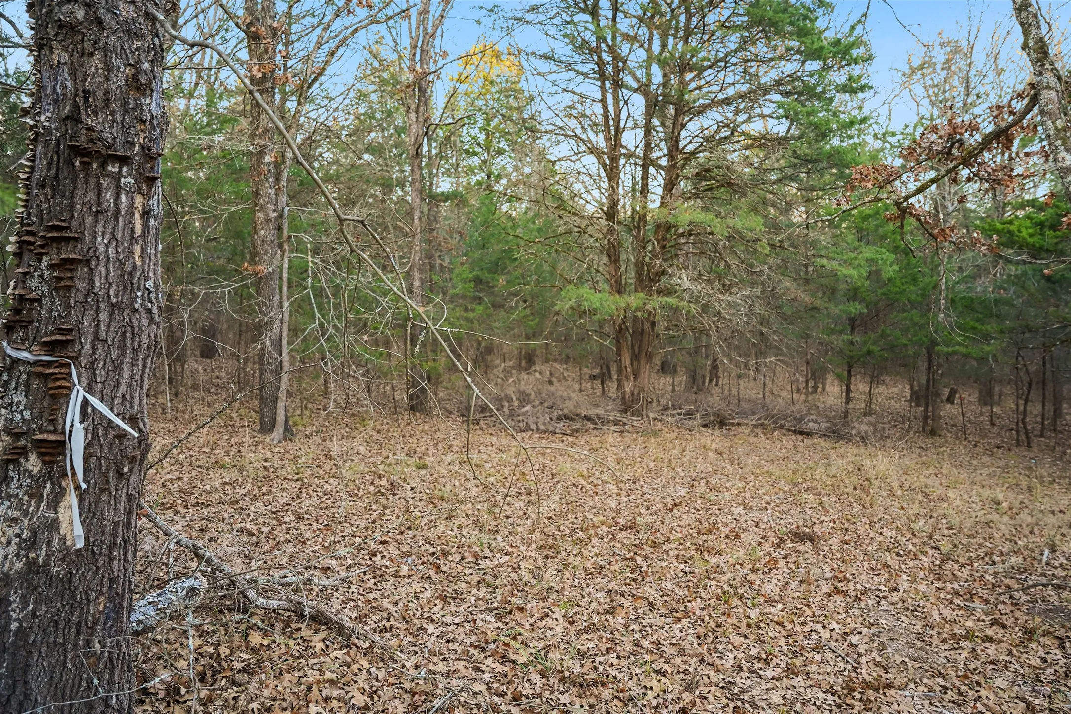 Unimproved Land For Sale in Rains County , 344 RS County Road 4254, Point, Texas 75472, 0, 0, Garage spaces, 0 Sqft, built in 0, Price $39,500, mls#21141993, Real Estate Agent in Point, Homes For Sale in Rains county, Homes For Sale in Point, Realtor in Point Texas, Real Estate Brokerage Independent Realty Texas, Luminita Cordes Realtor