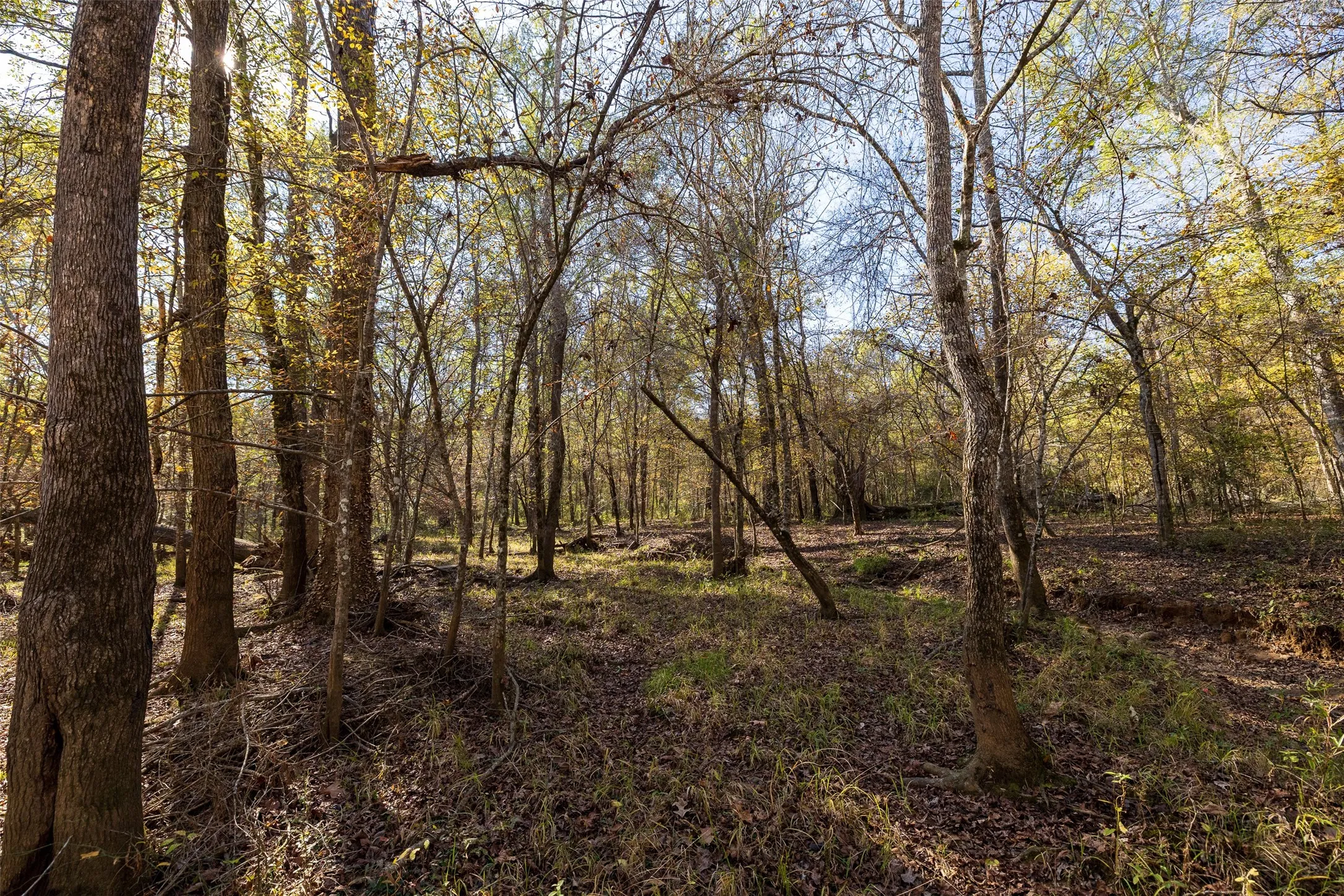 Unimproved Land For Sale in Houston County , 000 County Road 1135, Kennard, Texas 75835, 0, 0, Garage spaces, 0 Sqft, built in 0, Price $285,000, mls#21142332, Real Estate Agent in Kennard, Homes For Sale in Houston county, Homes For Sale in Kennard, Realtor in Kennard Texas, Real Estate Brokerage Independent Realty Texas, Luminita Cordes Realtor