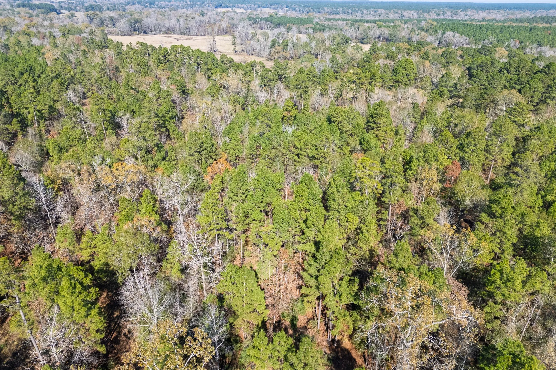Unimproved Land For Sale in Houston County , 000 County Road 1135, Kennard, Texas 75835, 0, 0, Garage spaces, 0 Sqft, built in 0, Price $285,000, mls#21142332, Real Estate Agent in Kennard, Homes For Sale in Houston county, Homes For Sale in Kennard, Realtor in Kennard Texas, Real Estate Brokerage Independent Realty Texas, Luminita Cordes Realtor