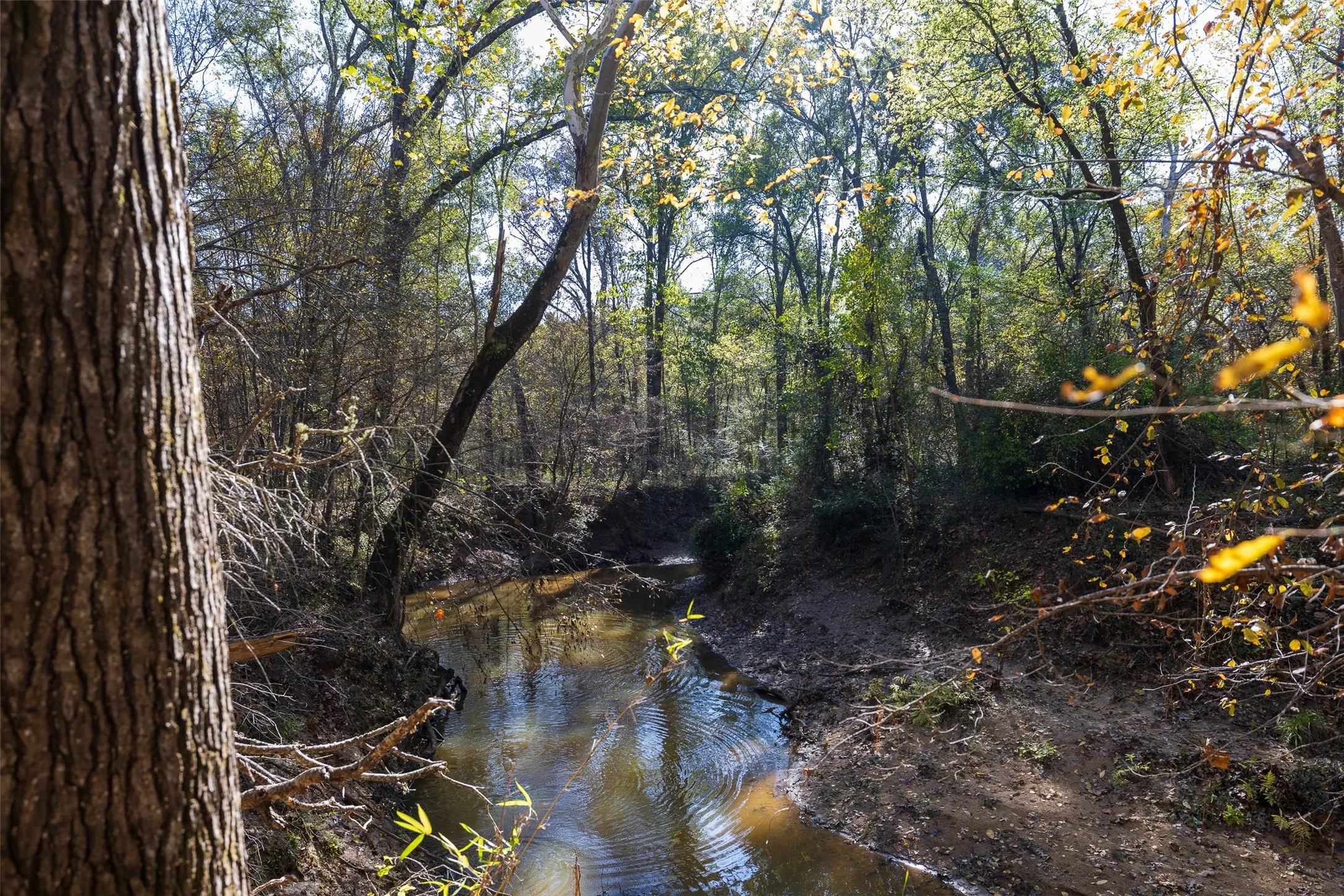 Unimproved Land For Sale in Houston County , 000 County Road 1135, Kennard, Texas 75835, 0, 0, Garage spaces, 0 Sqft, built in 0, Price $285,000, mls#21142332, Real Estate Agent in Kennard, Homes For Sale in Houston county, Homes For Sale in Kennard, Realtor in Kennard Texas, Real Estate Brokerage Independent Realty Texas, Luminita Cordes Realtor