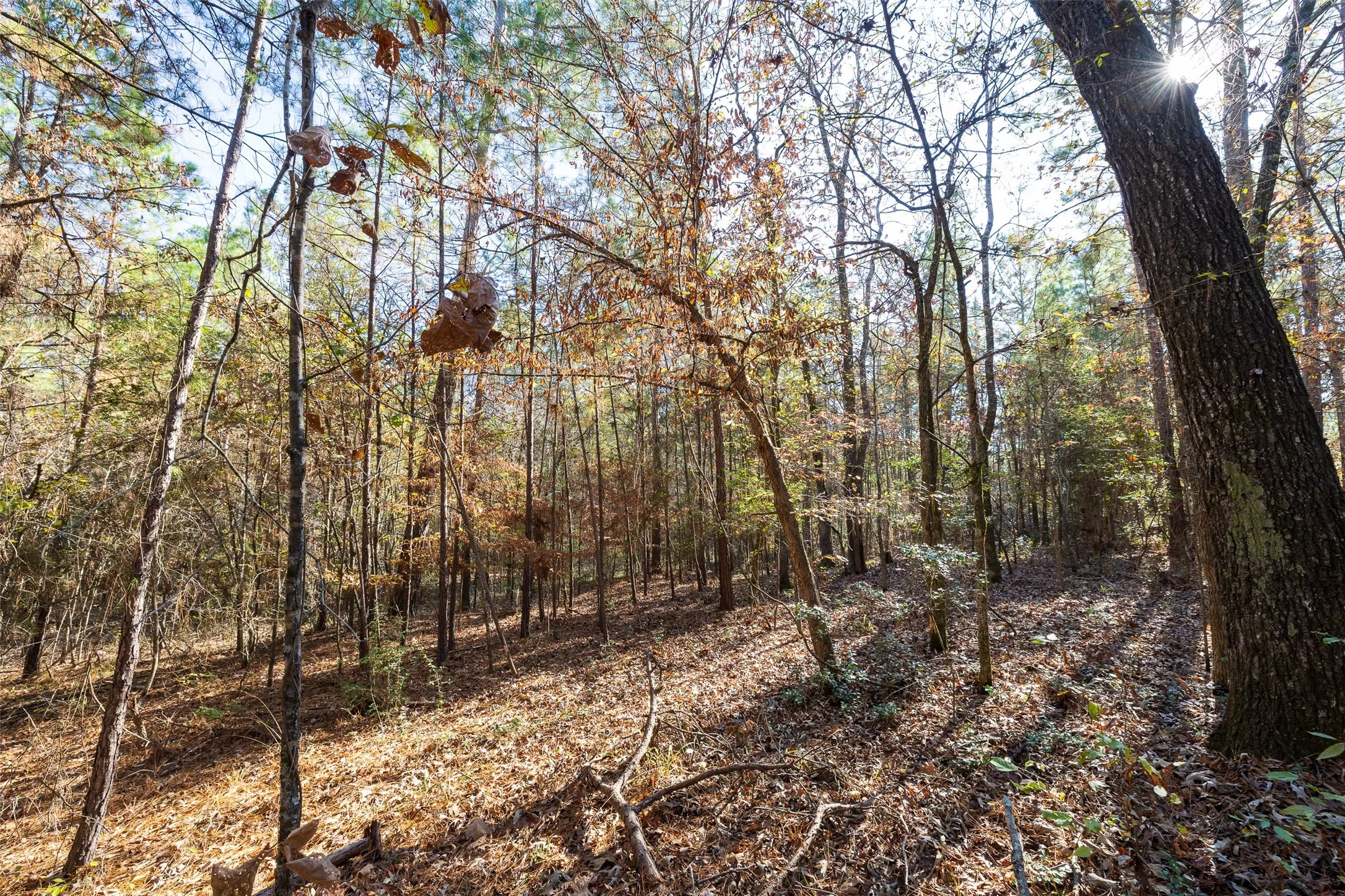 Unimproved Land For Sale in Houston County , 000 County Road 1135, Kennard, Texas 75835, 0, 0, Garage spaces, 0 Sqft, built in 0, Price $285,000, mls#21142332, Real Estate Agent in Kennard, Homes For Sale in Houston county, Homes For Sale in Kennard, Realtor in Kennard Texas, Real Estate Brokerage Independent Realty Texas, Luminita Cordes Realtor