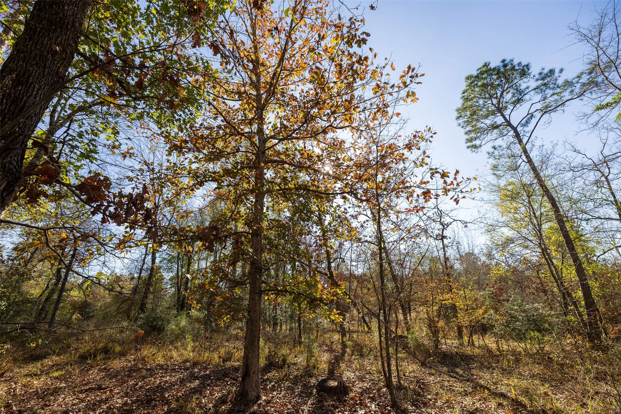Unimproved Land For Sale in Houston County , 000 County Road 1135, Kennard, Texas 75835, 0, 0, Garage spaces, 0 Sqft, built in 0, Price $285,000, mls#21142332, Real Estate Agent in Kennard, Homes For Sale in Houston county, Homes For Sale in Kennard, Realtor in Kennard Texas, Real Estate Brokerage Independent Realty Texas, Luminita Cordes Realtor
