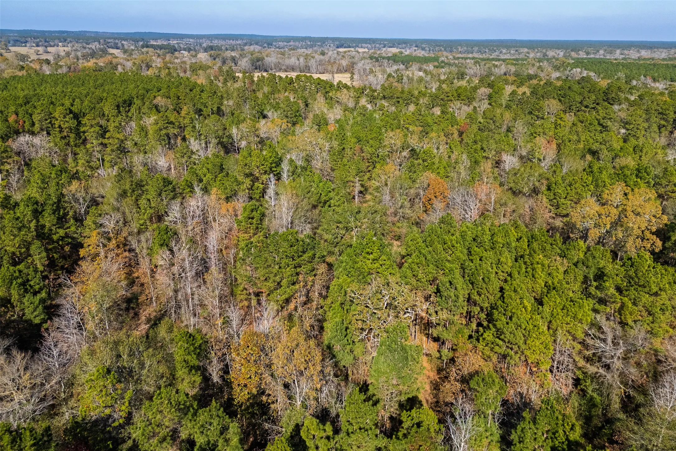 Unimproved Land For Sale in Houston County , 000 County Road 1135, Kennard, Texas 75835, 0, 0, Garage spaces, 0 Sqft, built in 0, Price $285,000, mls#21142332, Real Estate Agent in Kennard, Homes For Sale in Houston county, Homes For Sale in Kennard, Realtor in Kennard Texas, Real Estate Brokerage Independent Realty Texas, Luminita Cordes Realtor