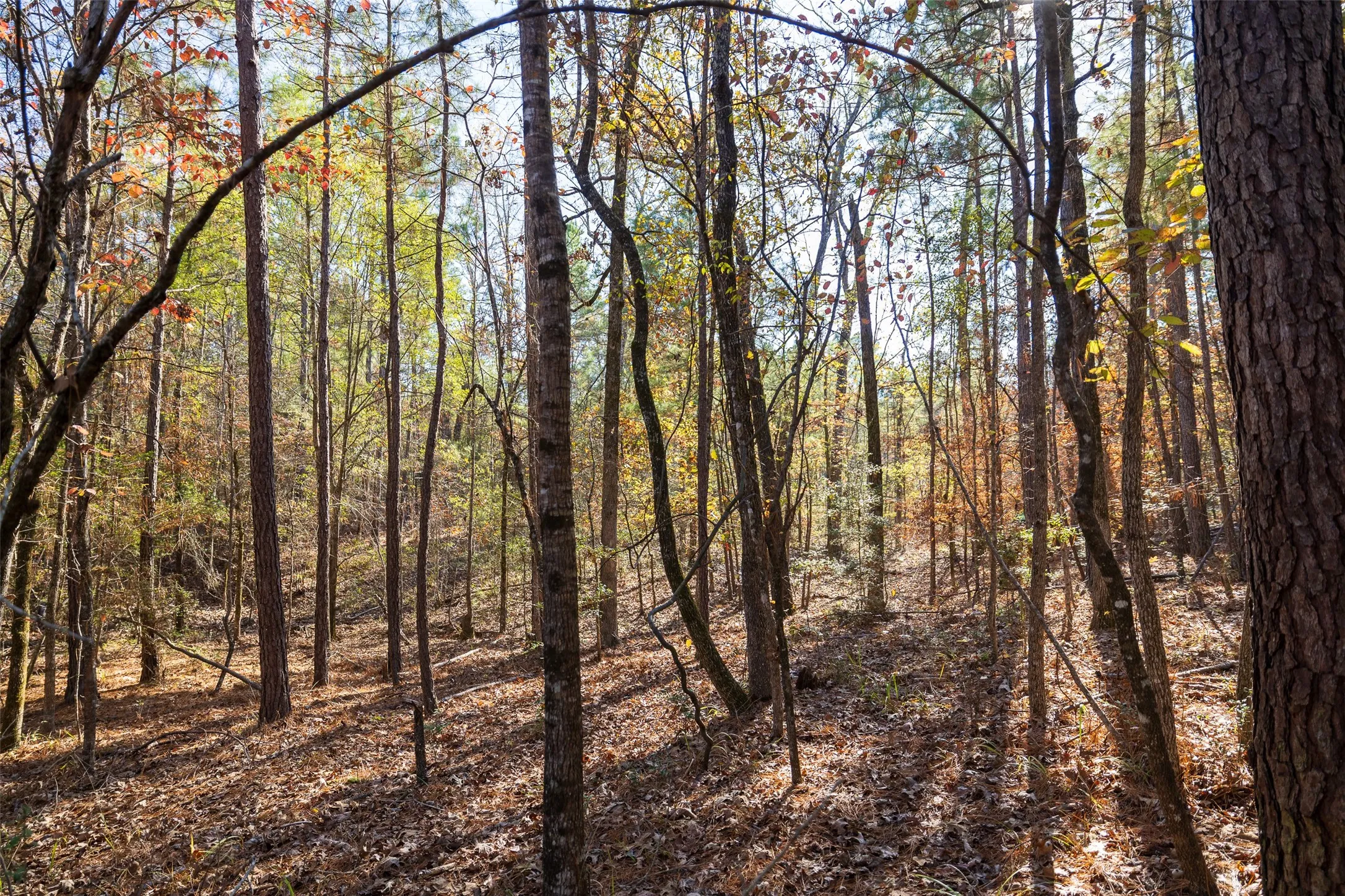 Unimproved Land For Sale in Houston County , 000 County Road 1135, Kennard, Texas 75835, 0, 0, Garage spaces, 0 Sqft, built in 0, Price $285,000, mls#21142332, Real Estate Agent in Kennard, Homes For Sale in Houston county, Homes For Sale in Kennard, Realtor in Kennard Texas, Real Estate Brokerage Independent Realty Texas, Luminita Cordes Realtor