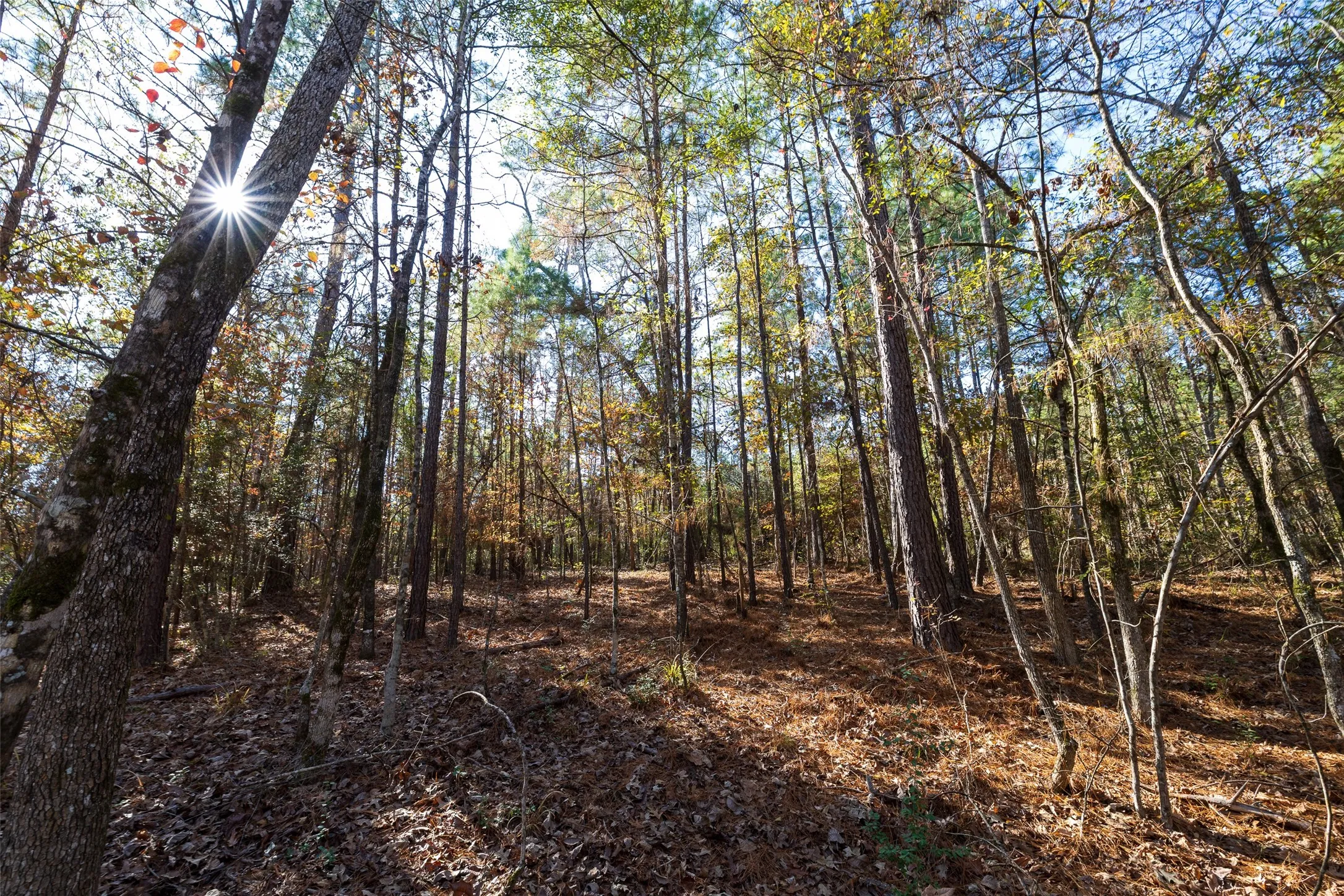 Unimproved Land For Sale in Houston County , 000 County Road 1135, Kennard, Texas 75835, 0, 0, Garage spaces, 0 Sqft, built in 0, Price $285,000, mls#21142332, Real Estate Agent in Kennard, Homes For Sale in Houston county, Homes For Sale in Kennard, Realtor in Kennard Texas, Real Estate Brokerage Independent Realty Texas, Luminita Cordes Realtor
