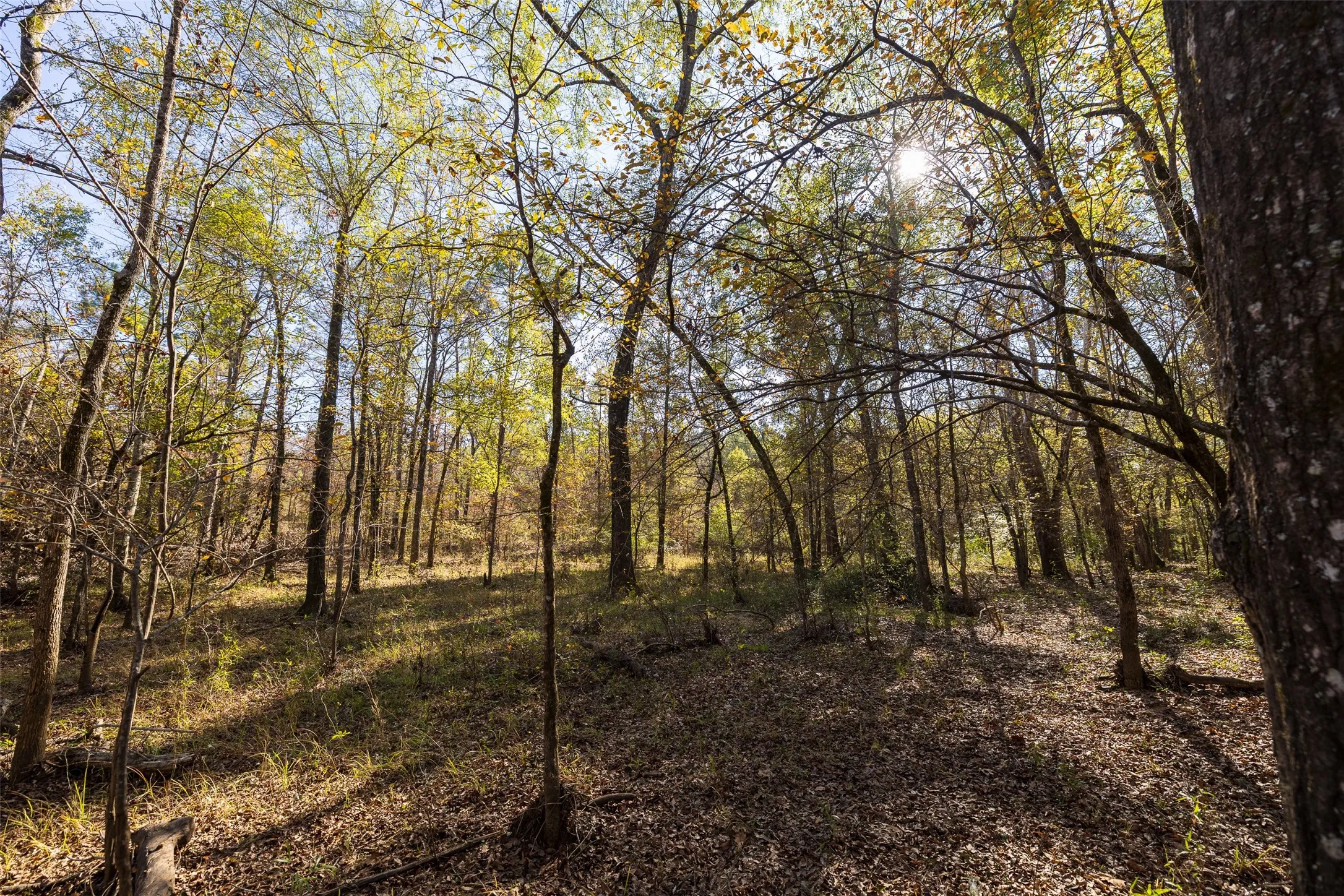 Unimproved Land For Sale in Houston County , 000 County Road 1135, Kennard, Texas 75835, 0, 0, Garage spaces, 0 Sqft, built in 0, Price $285,000, mls#21142332, Real Estate Agent in Kennard, Homes For Sale in Houston county, Homes For Sale in Kennard, Realtor in Kennard Texas, Real Estate Brokerage Independent Realty Texas, Luminita Cordes Realtor