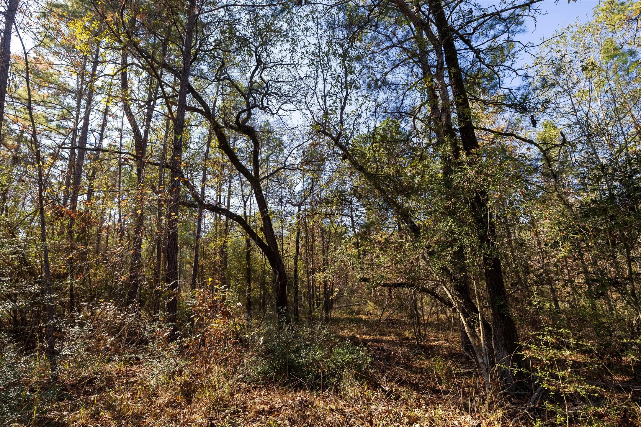 Unimproved Land For Sale in Houston County , 000 County Road 1135, Kennard, Texas 75835, 0, 0, Garage spaces, 0 Sqft, built in 0, Price $285,000, mls#21142332, Real Estate Agent in Kennard, Homes For Sale in Houston county, Homes For Sale in Kennard, Realtor in Kennard Texas, Real Estate Brokerage Independent Realty Texas, Luminita Cordes Realtor