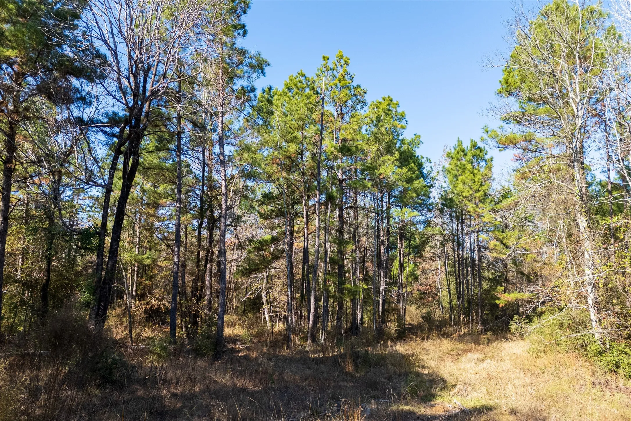 Unimproved Land For Sale in Houston County , 000 County Road 1135, Kennard, Texas 75835, 0, 0, Garage spaces, 0 Sqft, built in 0, Price $285,000, mls#21142332, Real Estate Agent in Kennard, Homes For Sale in Houston county, Homes For Sale in Kennard, Realtor in Kennard Texas, Real Estate Brokerage Independent Realty Texas, Luminita Cordes Realtor