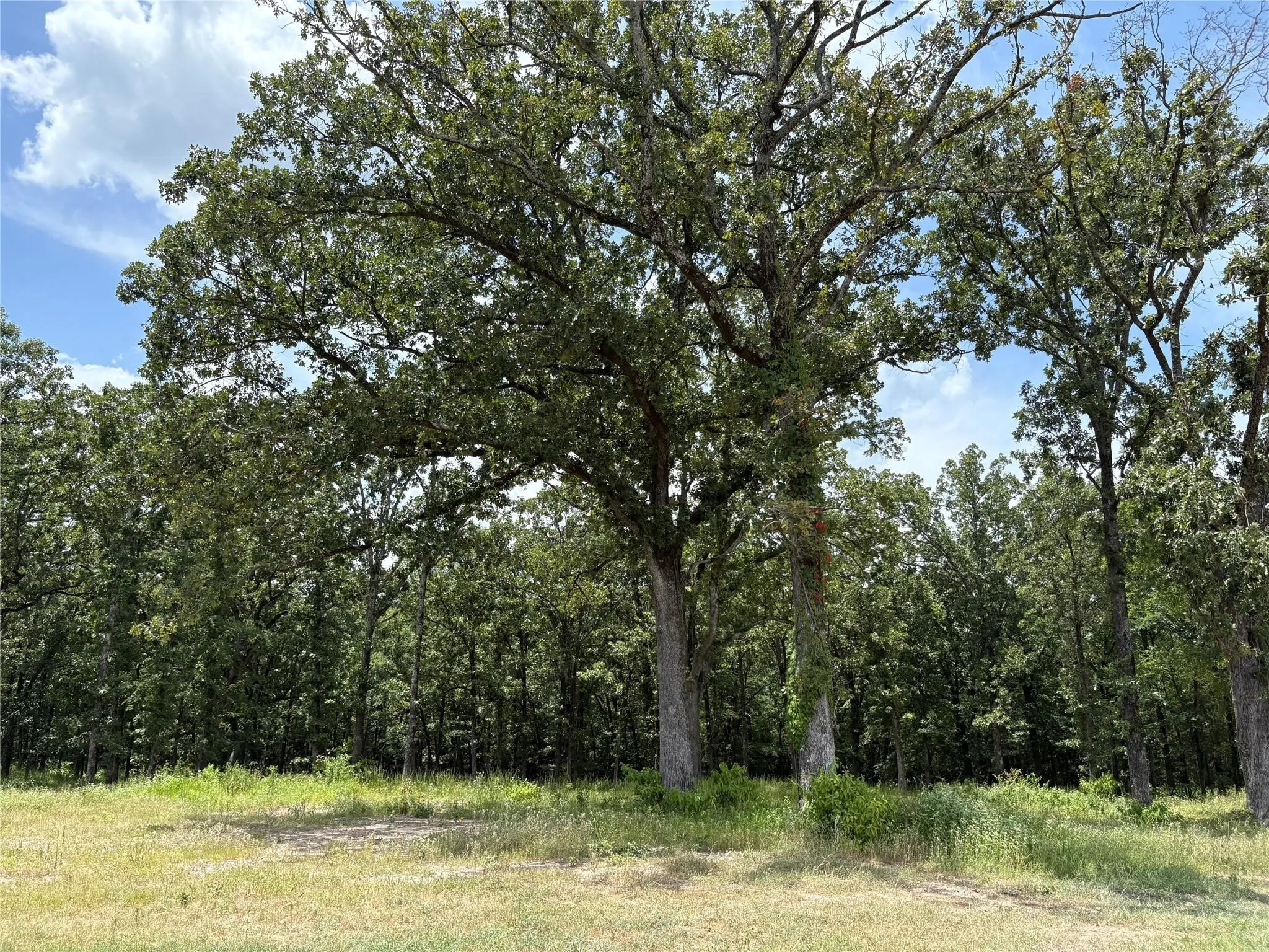 Improved Land For Sale in Wood County , TBD PVT 5948 22, Yantis, Texas 75497, 0, 0, Garage spaces, 0 Sqft, built in 0, Price $70,000, mls#21142643, Real Estate Agent in Yantis, Homes For Sale in Wood county, Homes For Sale in Yantis, Realtor in Yantis Texas, Real Estate Brokerage Independent Realty Texas, Luminita Cordes Realtor