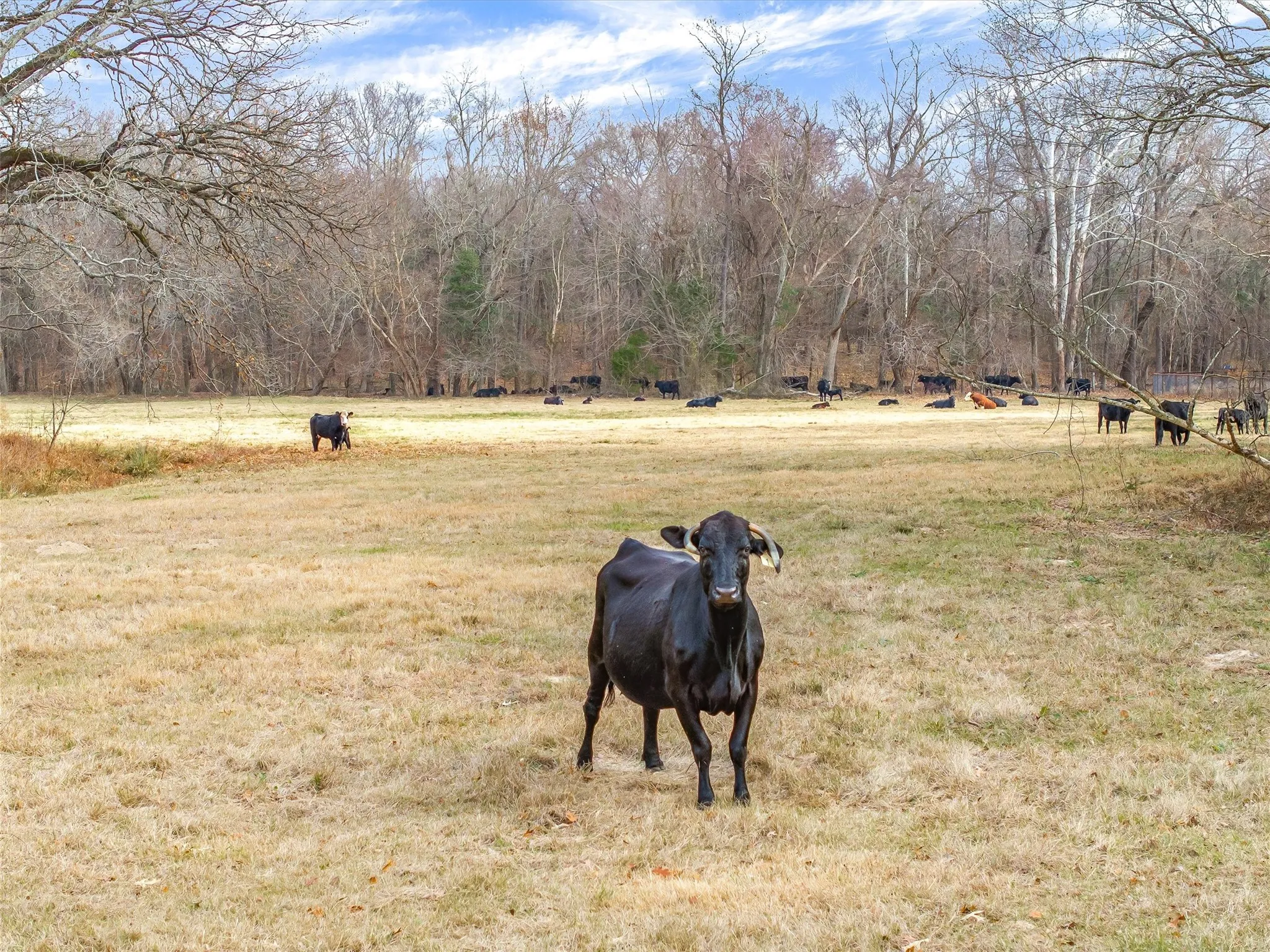 Farm For Sale in Wood County , Hwy 11 and County Road 4350, Winnsboro, Texas 75494, 2 Bedroom, 1 Bathroom, Garage spaces, 1,676 Sqft, built in 2023, Preowned, mls#21141868, Real Estate Agent in Winnsboro, Homes For Sale in Wood county, Homes For Sale in Winnsboro, Realtor in Winnsboro Texas, Real Estate Brokerage Independent Realty Texas, Luminita Cordes Realtor
