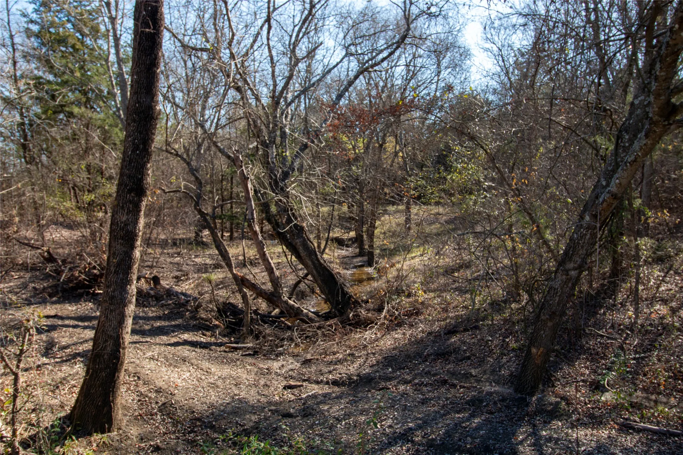 Unimproved Land For Sale in Fannin County , Lot 2 County Road 2905, Dodd City, Texas 75438, 0, 0, Garage spaces, 0 Sqft, built in 0, Price $80,000, mls#21143265, Real Estate Agent in Dodd City, Homes For Sale in Fannin county, Homes For Sale in Dodd City, Realtor in Dodd City Texas, Real Estate Brokerage Independent Realty Texas, Luminita Cordes Realtor