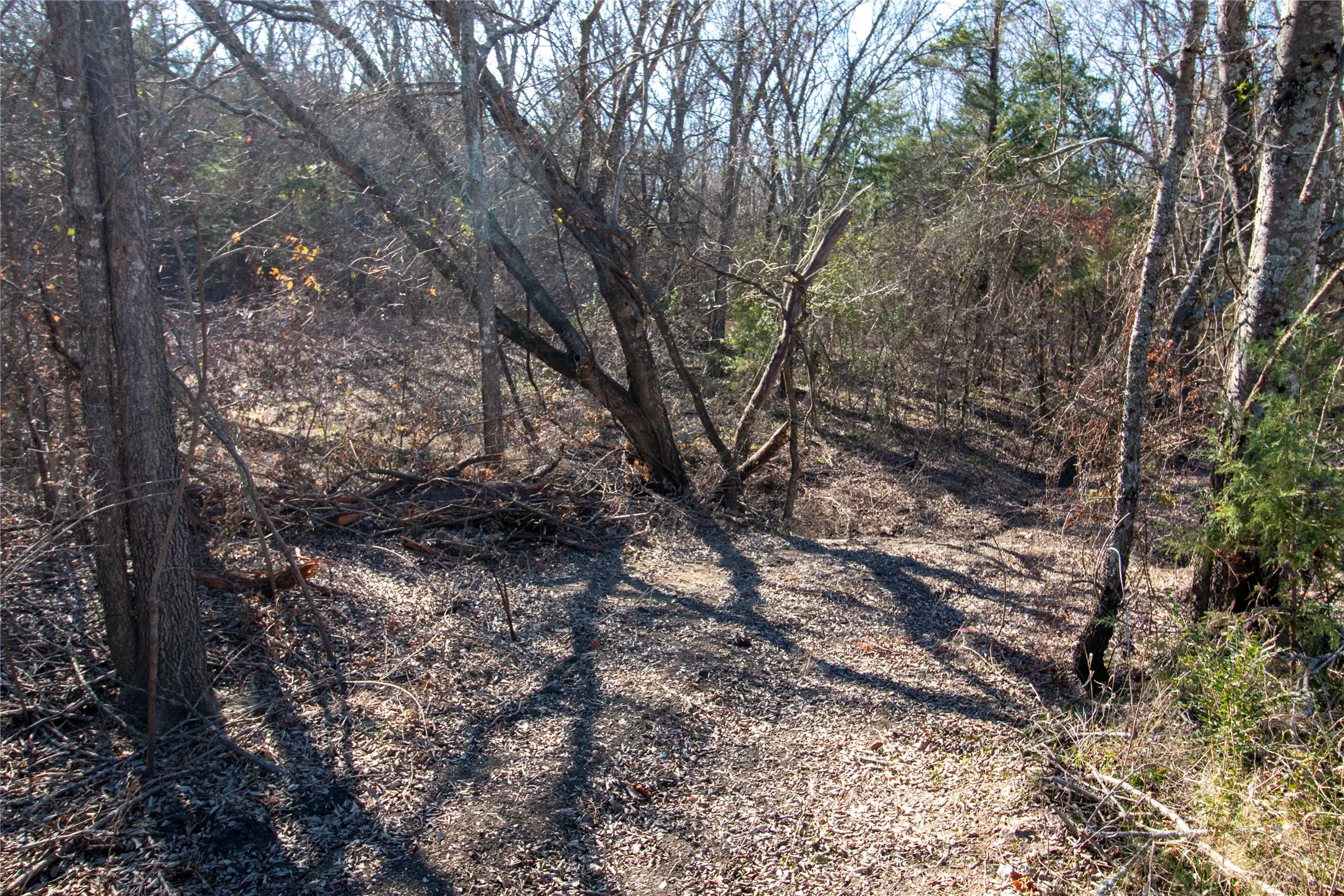 Unimproved Land For Sale in Fannin County , Lot 2 County Road 2905, Dodd City, Texas 75438, 0, 0, Garage spaces, 0 Sqft, built in 0, Price $80,000, mls#21143265, Real Estate Agent in Dodd City, Homes For Sale in Fannin county, Homes For Sale in Dodd City, Realtor in Dodd City Texas, Real Estate Brokerage Independent Realty Texas, Luminita Cordes Realtor