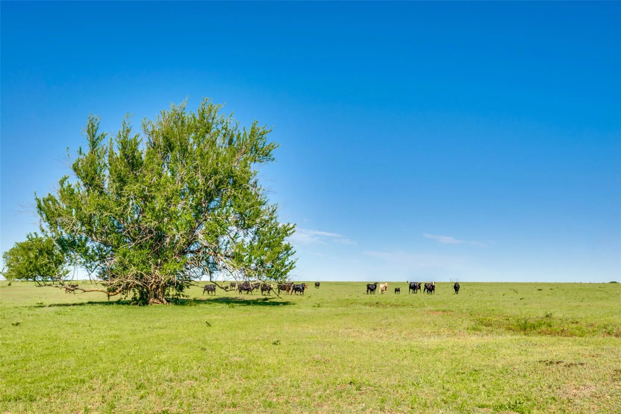 Unimproved Land For Sale in Grayson County , TBD Hwy 377, Pilot Point, Texas 76258, 0, 0, Garage spaces, 0 Sqft, built in 0, mls#21140968, Real Estate Agent in Pilot Point, Homes For Sale in Grayson county, Homes For Sale in Pilot Point, Realtor in Pilot Point Texas, Real Estate Brokerage Independent Realty Texas, Luminita Cordes Realtor