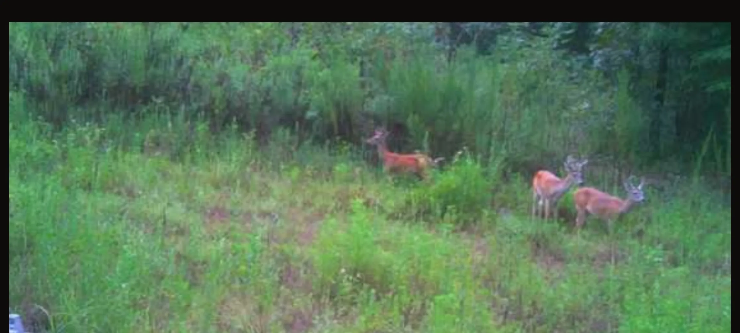 Unimproved Land For Sale in Cass County , TBD County Road 2920, Hughes Springs, Texas 75656, 0, 0, Garage spaces, 0 Sqft, built in 0, Price $249,900, mls#21142080, Real Estate Agent in Hughes Springs, Homes For Sale in Cass county, Homes For Sale in Hughes Springs, Realtor in Hughes Springs Texas, Real Estate Brokerage Independent Realty Texas, Luminita Cordes Realtor