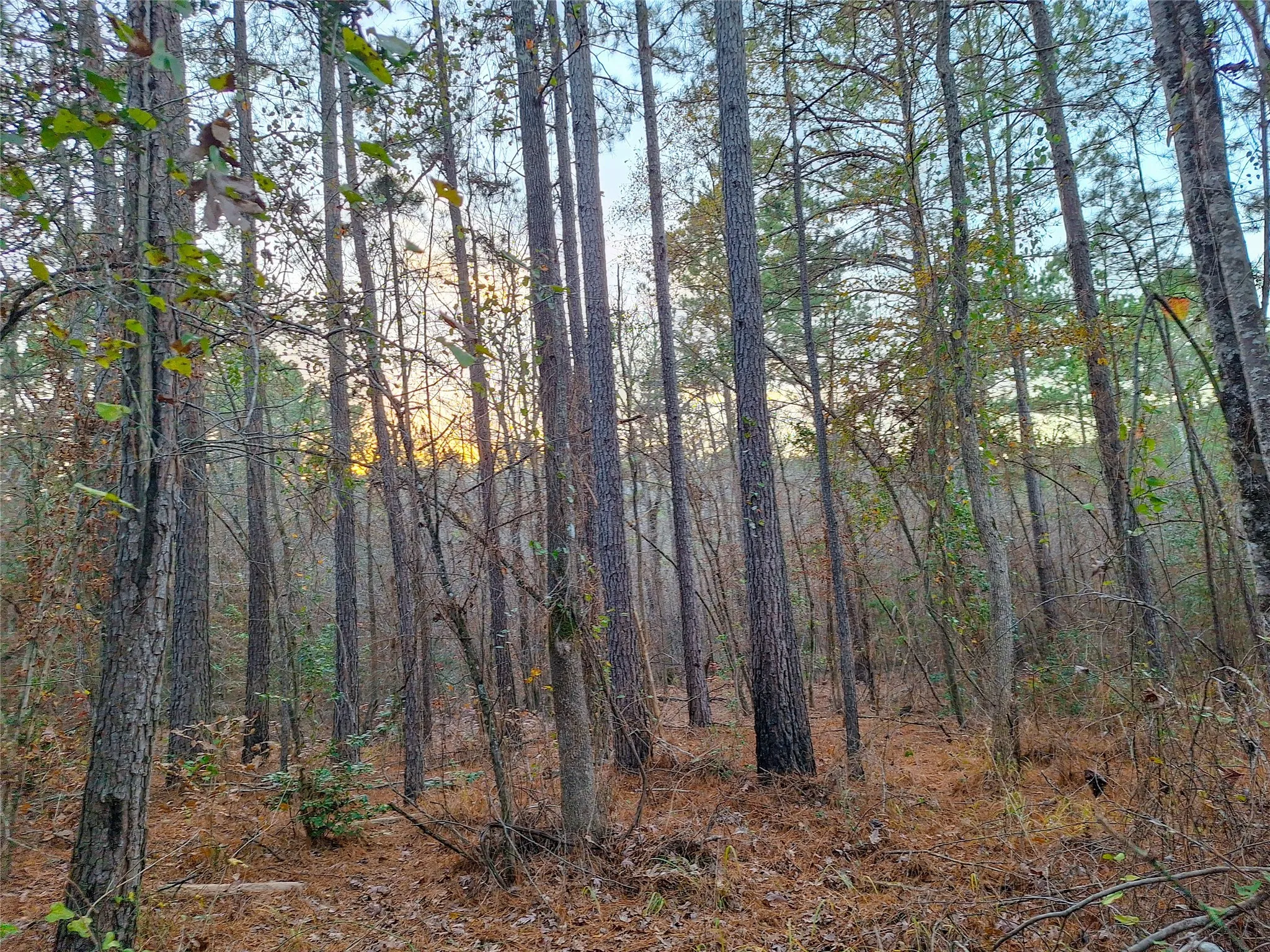 Unimproved Land For Sale in Cass County , TBD County Road 2920, Hughes Springs, Texas 75656, 0, 0, Garage spaces, 0 Sqft, built in 0, Price $249,900, mls#21142080, Real Estate Agent in Hughes Springs, Homes For Sale in Cass county, Homes For Sale in Hughes Springs, Realtor in Hughes Springs Texas, Real Estate Brokerage Independent Realty Texas, Luminita Cordes Realtor