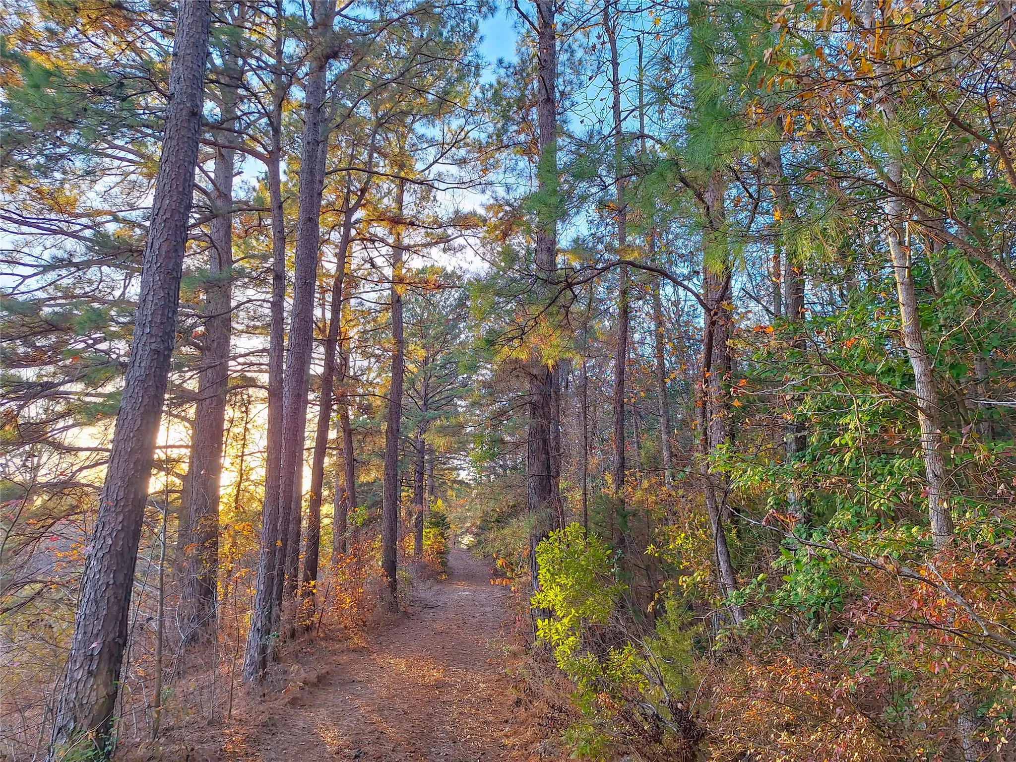 Unimproved Land For Sale in Cass County , TBD County Road 2920, Hughes Springs, Texas 75656, 0, 0, Garage spaces, 0 Sqft, built in 0, Price $249,900, mls#21142080, Real Estate Agent in Hughes Springs, Homes For Sale in Cass county, Homes For Sale in Hughes Springs, Realtor in Hughes Springs Texas, Real Estate Brokerage Independent Realty Texas, Luminita Cordes Realtor