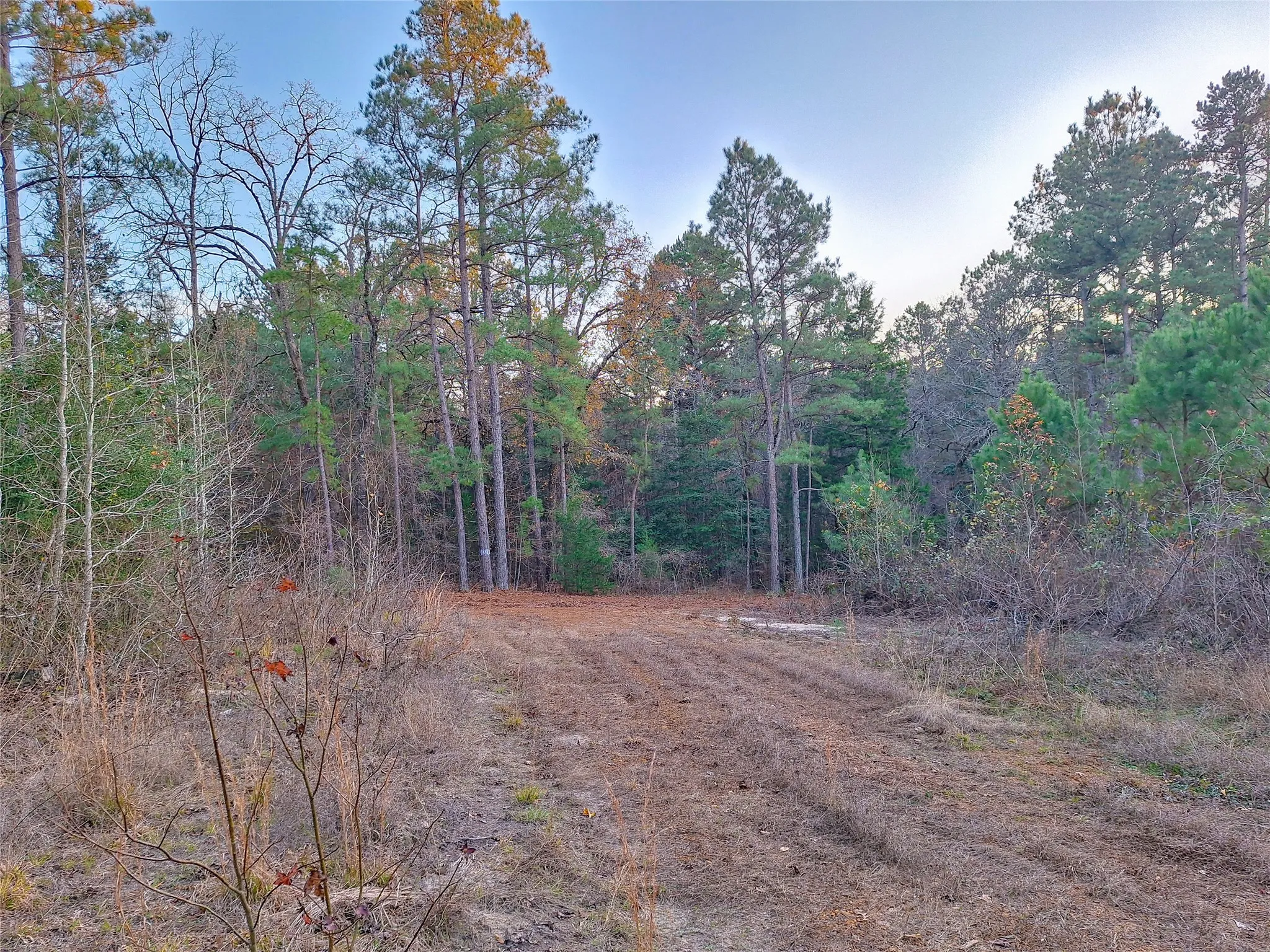 Unimproved Land For Sale in Cass County , TBD County Road 2920, Hughes Springs, Texas 75656, 0, 0, Garage spaces, 0 Sqft, built in 0, Price $249,900, mls#21142080, Real Estate Agent in Hughes Springs, Homes For Sale in Cass county, Homes For Sale in Hughes Springs, Realtor in Hughes Springs Texas, Real Estate Brokerage Independent Realty Texas, Luminita Cordes Realtor