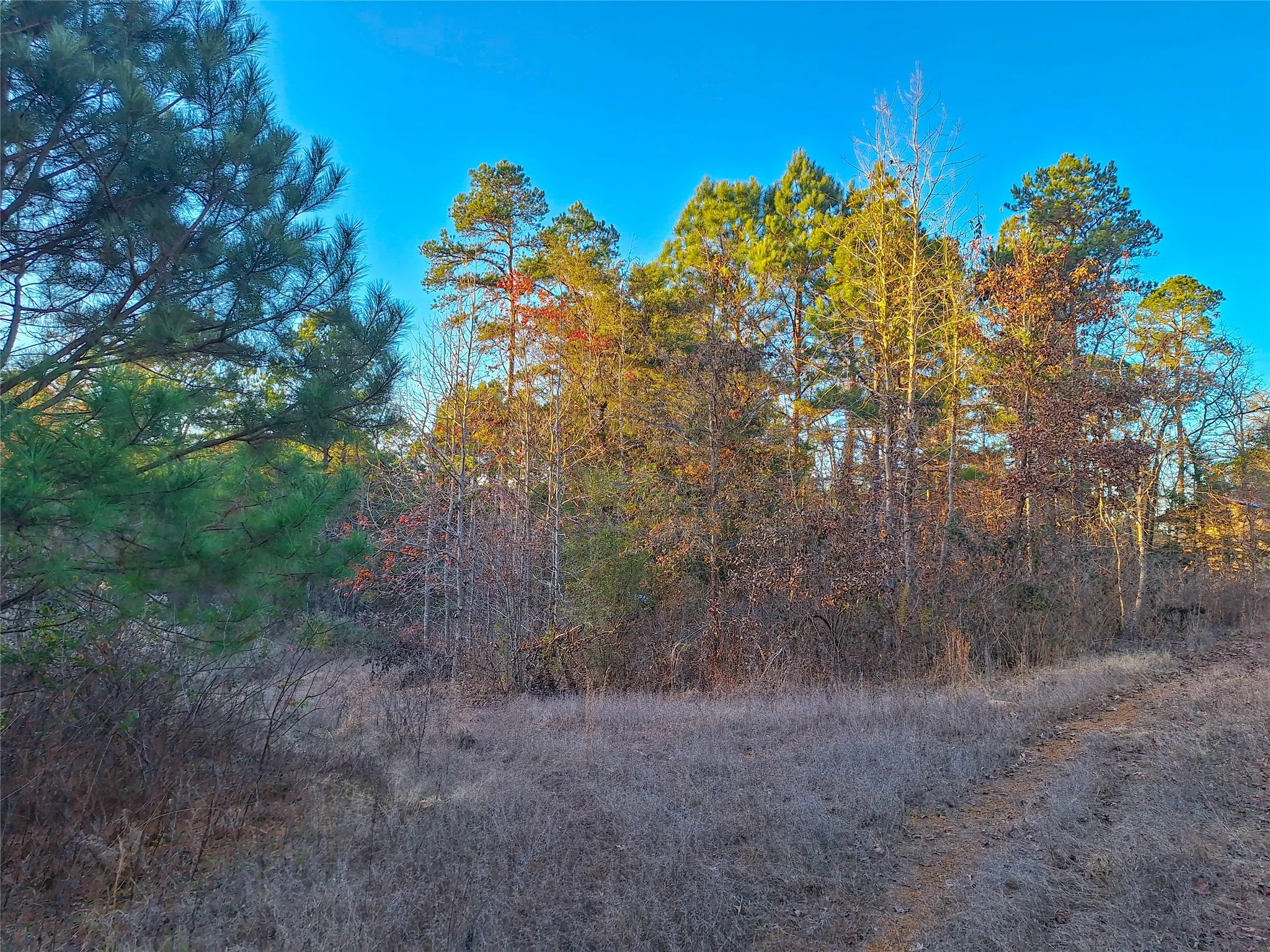 Unimproved Land For Sale in Cass County , TBD County Road 2920, Hughes Springs, Texas 75656, 0, 0, Garage spaces, 0 Sqft, built in 0, Price $249,900, mls#21142080, Real Estate Agent in Hughes Springs, Homes For Sale in Cass county, Homes For Sale in Hughes Springs, Realtor in Hughes Springs Texas, Real Estate Brokerage Independent Realty Texas, Luminita Cordes Realtor
