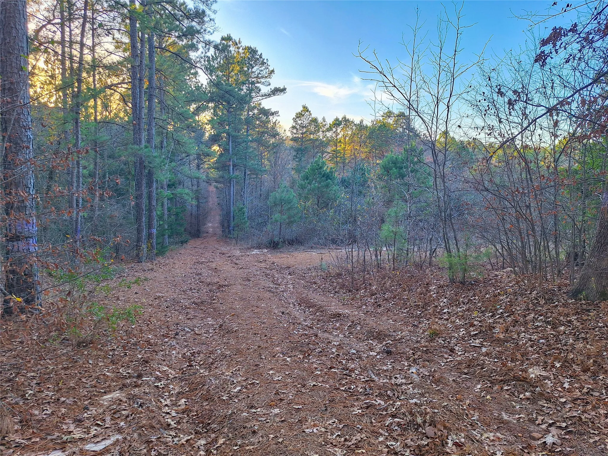 Unimproved Land For Sale in Cass County , TBD County Road 2920, Hughes Springs, Texas 75656, 0, 0, Garage spaces, 0 Sqft, built in 0, Price $249,900, mls#21142080, Real Estate Agent in Hughes Springs, Homes For Sale in Cass county, Homes For Sale in Hughes Springs, Realtor in Hughes Springs Texas, Real Estate Brokerage Independent Realty Texas, Luminita Cordes Realtor