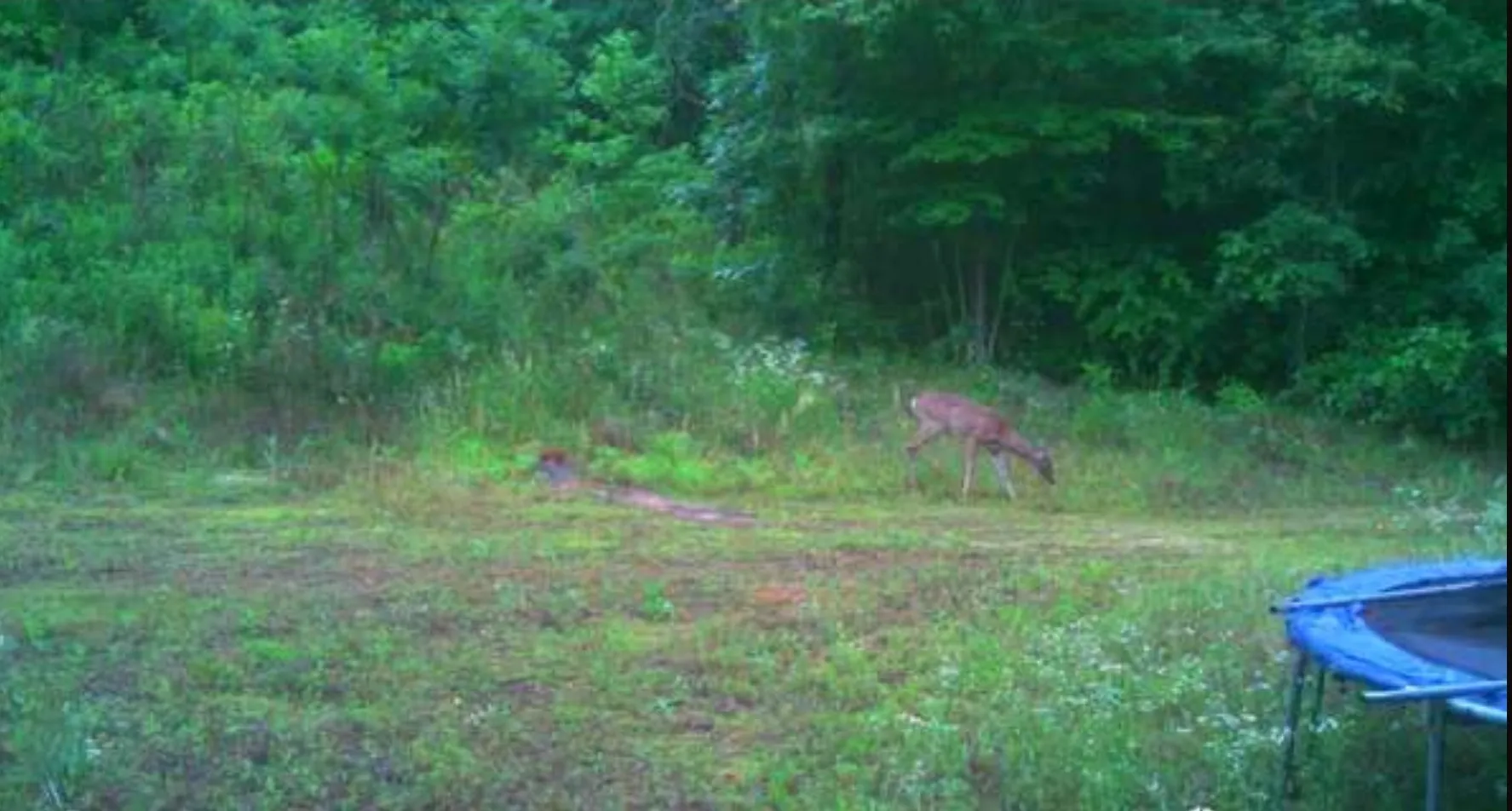 Unimproved Land For Sale in Cass County , TBD County Road 2920, Hughes Springs, Texas 75656, 0, 0, Garage spaces, 0 Sqft, built in 0, Price $249,900, mls#21142080, Real Estate Agent in Hughes Springs, Homes For Sale in Cass county, Homes For Sale in Hughes Springs, Realtor in Hughes Springs Texas, Real Estate Brokerage Independent Realty Texas, Luminita Cordes Realtor