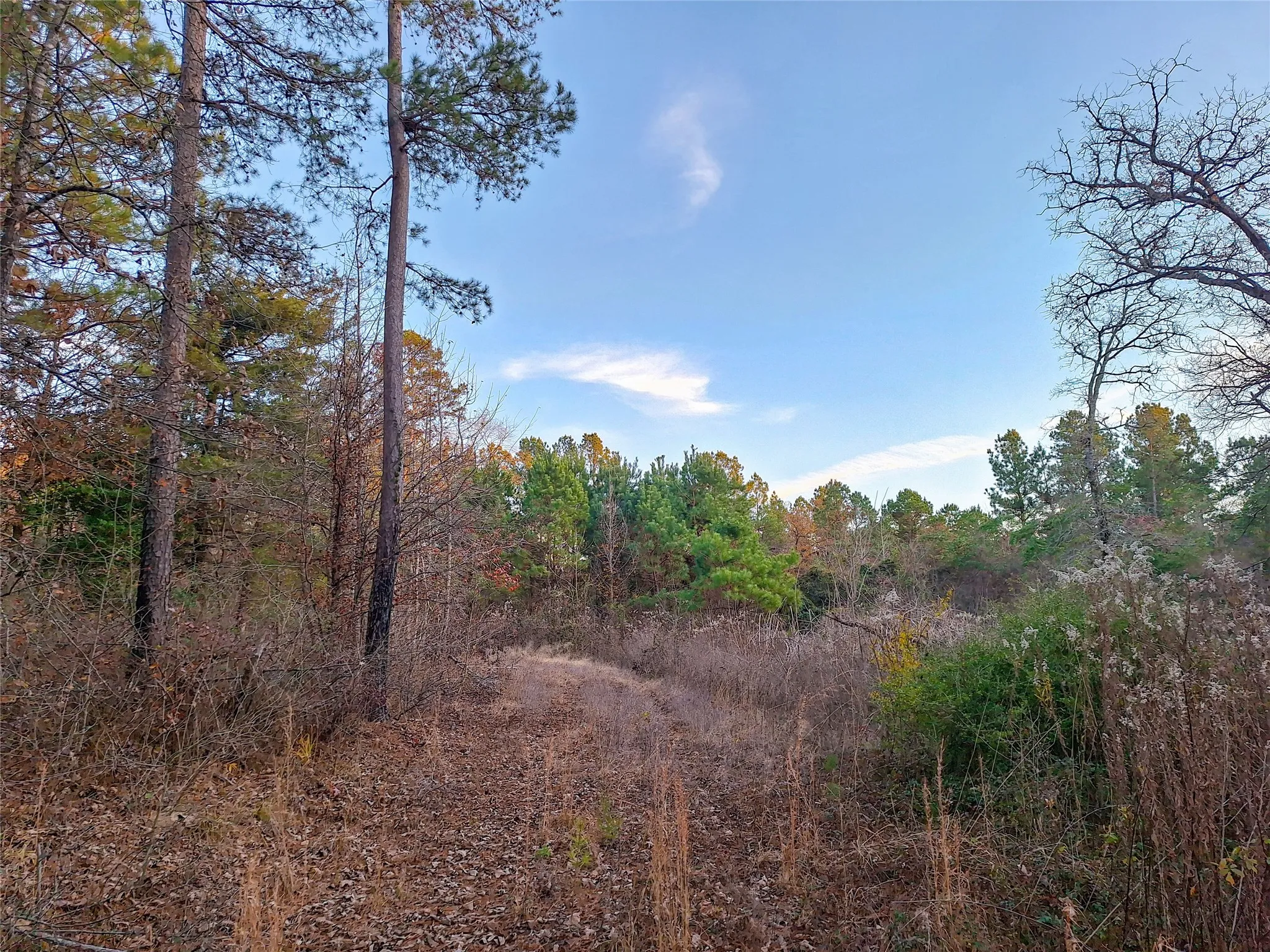 Unimproved Land For Sale in Cass County , TBD County Road 2920, Hughes Springs, Texas 75656, 0, 0, Garage spaces, 0 Sqft, built in 0, Price $249,900, mls#21142080, Real Estate Agent in Hughes Springs, Homes For Sale in Cass county, Homes For Sale in Hughes Springs, Realtor in Hughes Springs Texas, Real Estate Brokerage Independent Realty Texas, Luminita Cordes Realtor