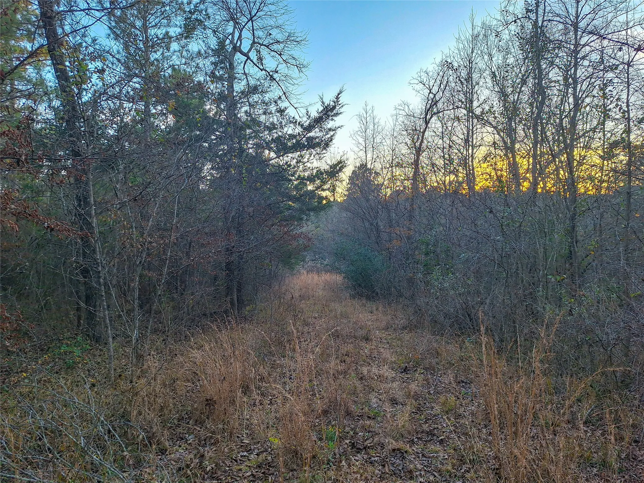 Unimproved Land For Sale in Cass County , TBD County Road 2920, Hughes Springs, Texas 75656, 0, 0, Garage spaces, 0 Sqft, built in 0, Price $249,900, mls#21142080, Real Estate Agent in Hughes Springs, Homes For Sale in Cass county, Homes For Sale in Hughes Springs, Realtor in Hughes Springs Texas, Real Estate Brokerage Independent Realty Texas, Luminita Cordes Realtor